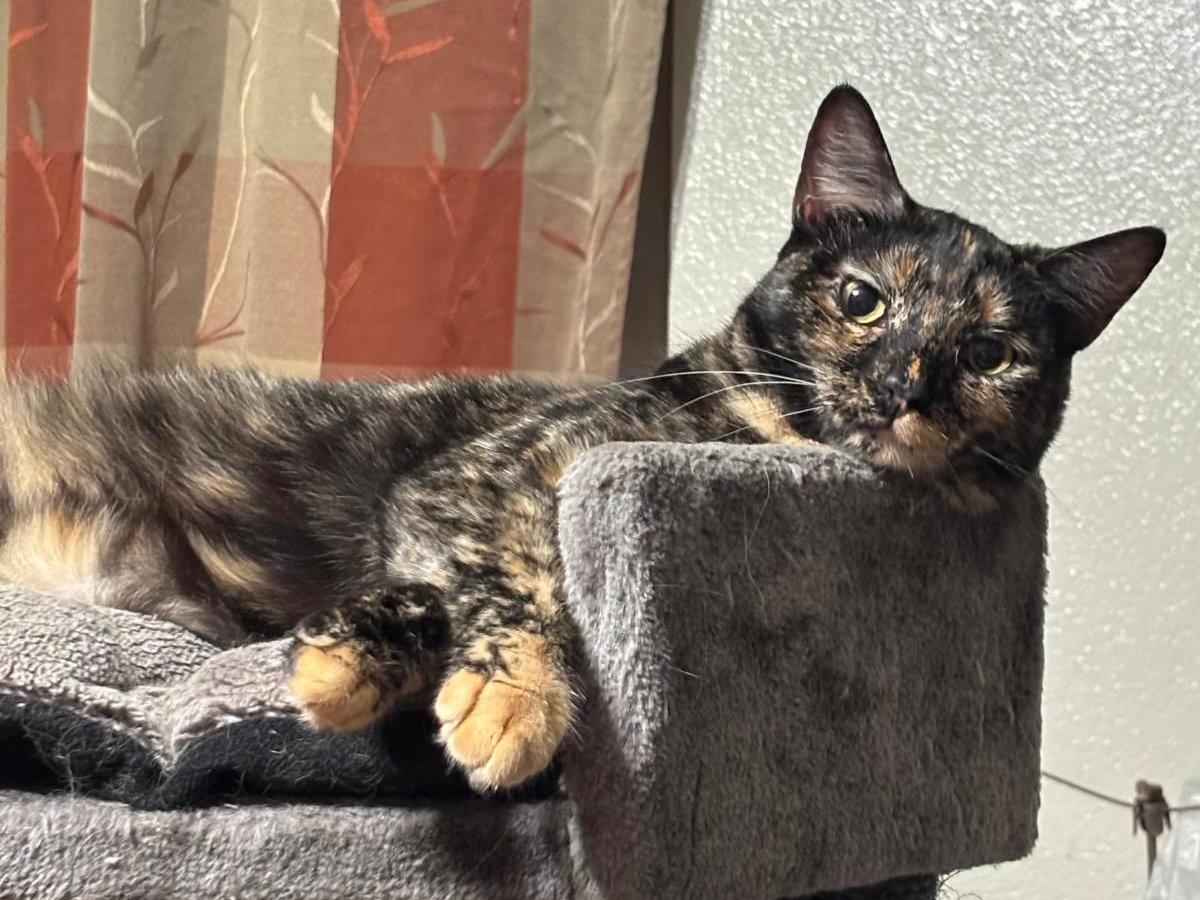 Winry, a Adoptable Domestic Short Hair in Mission Viejo, CA image 3/3