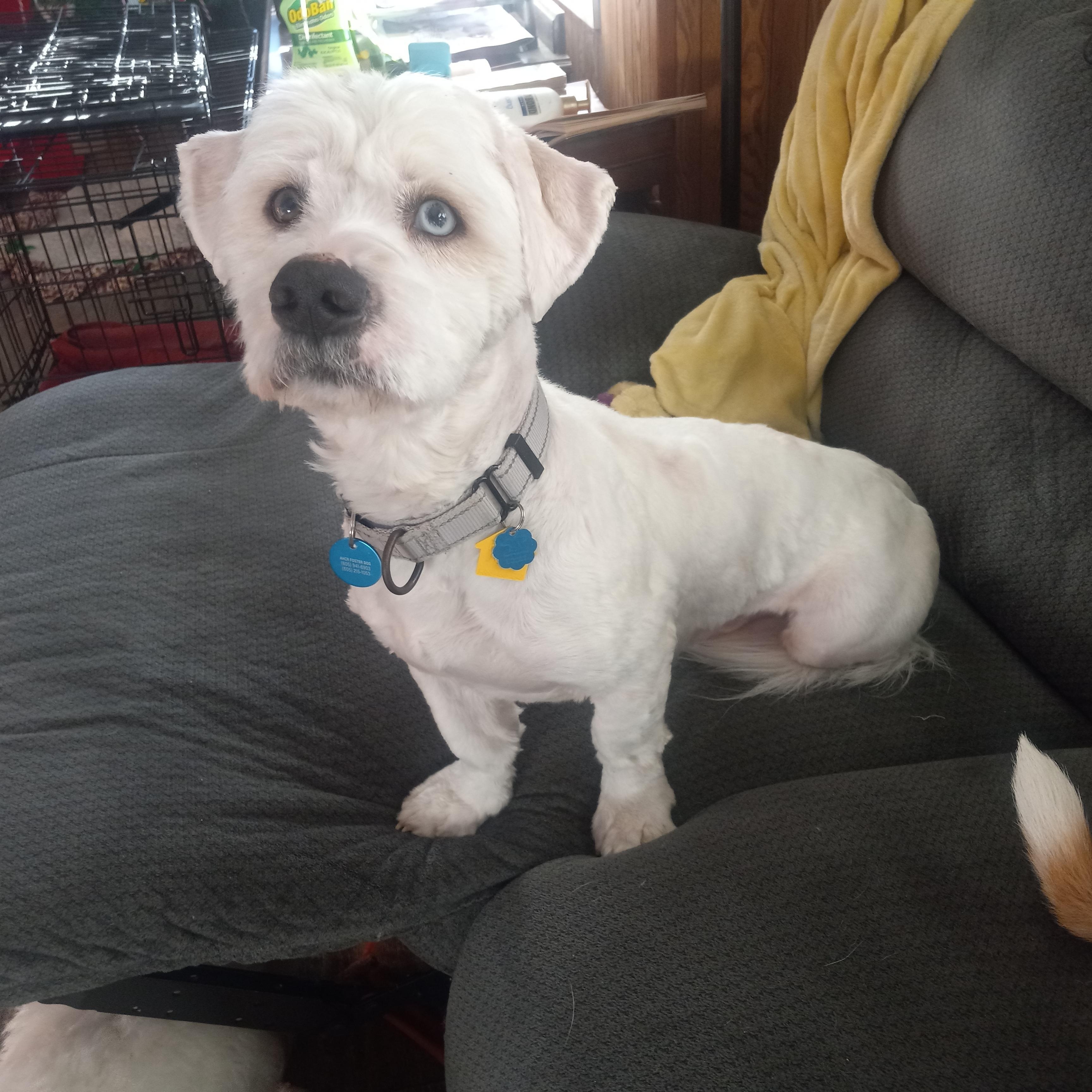 Enlarge Porter, an adoption pending mixed breed in Sioux Falls, SD image 2/2