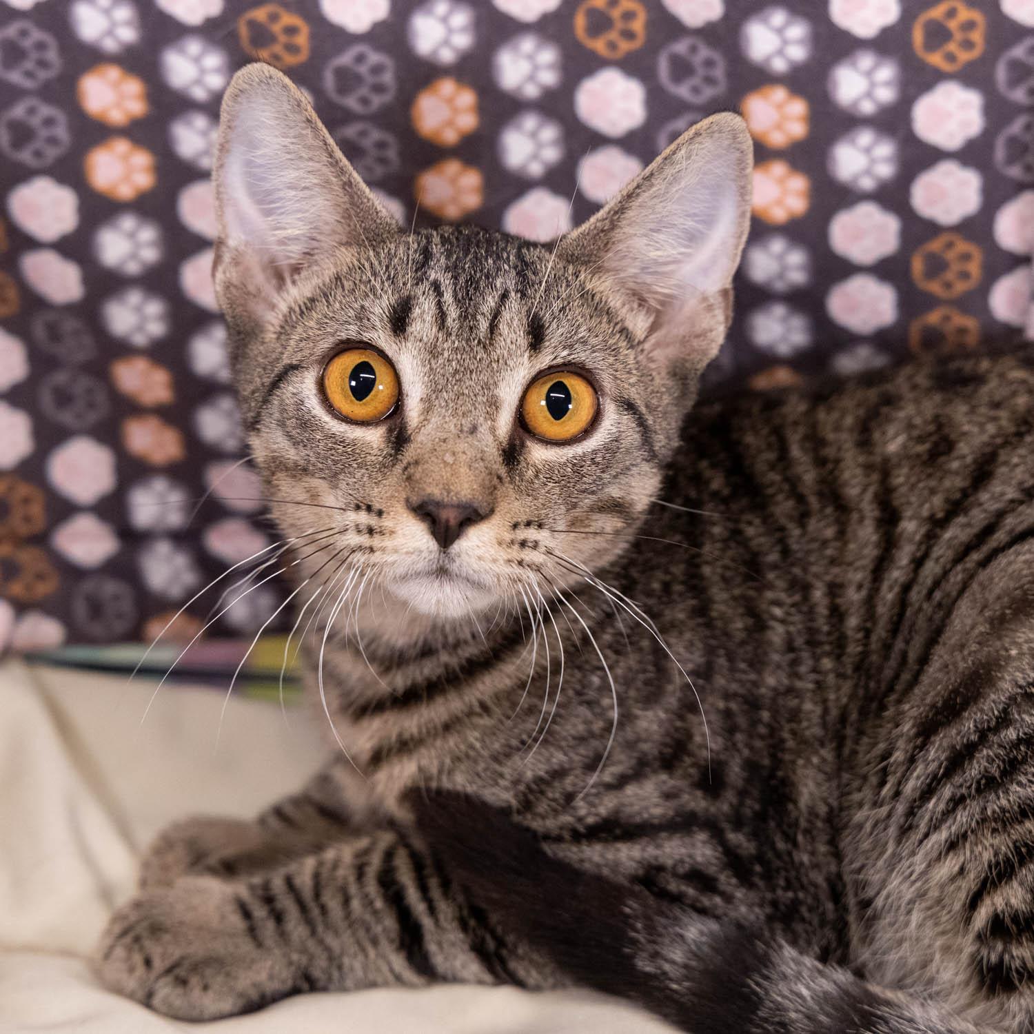 Enlarge Jason, a Adoptable mixed breed in Garland, TX image 2/3