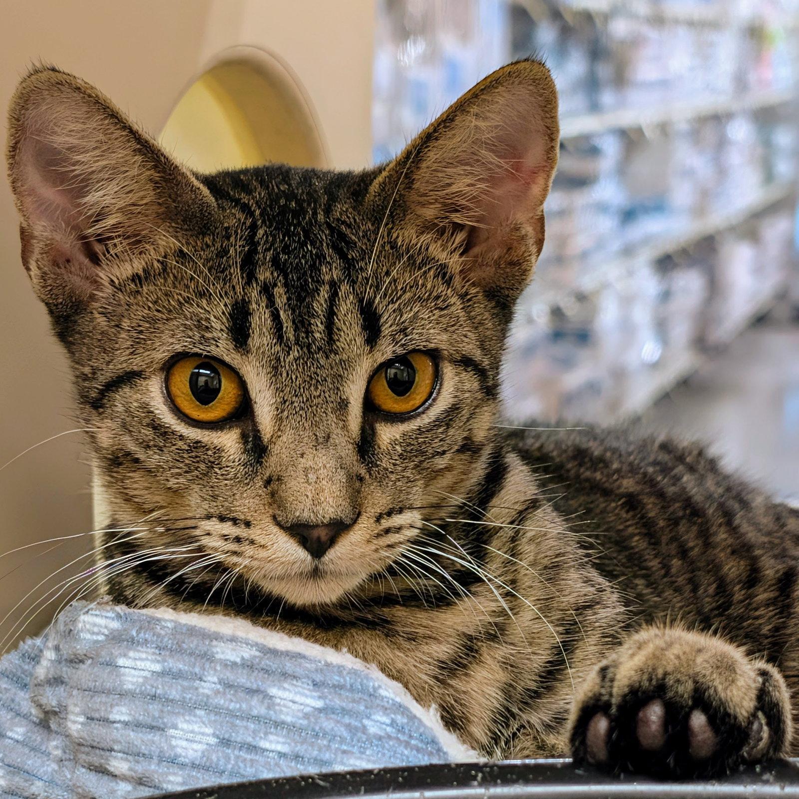Jason, Adoptable, Kitten Male Bengal & Tabby.
