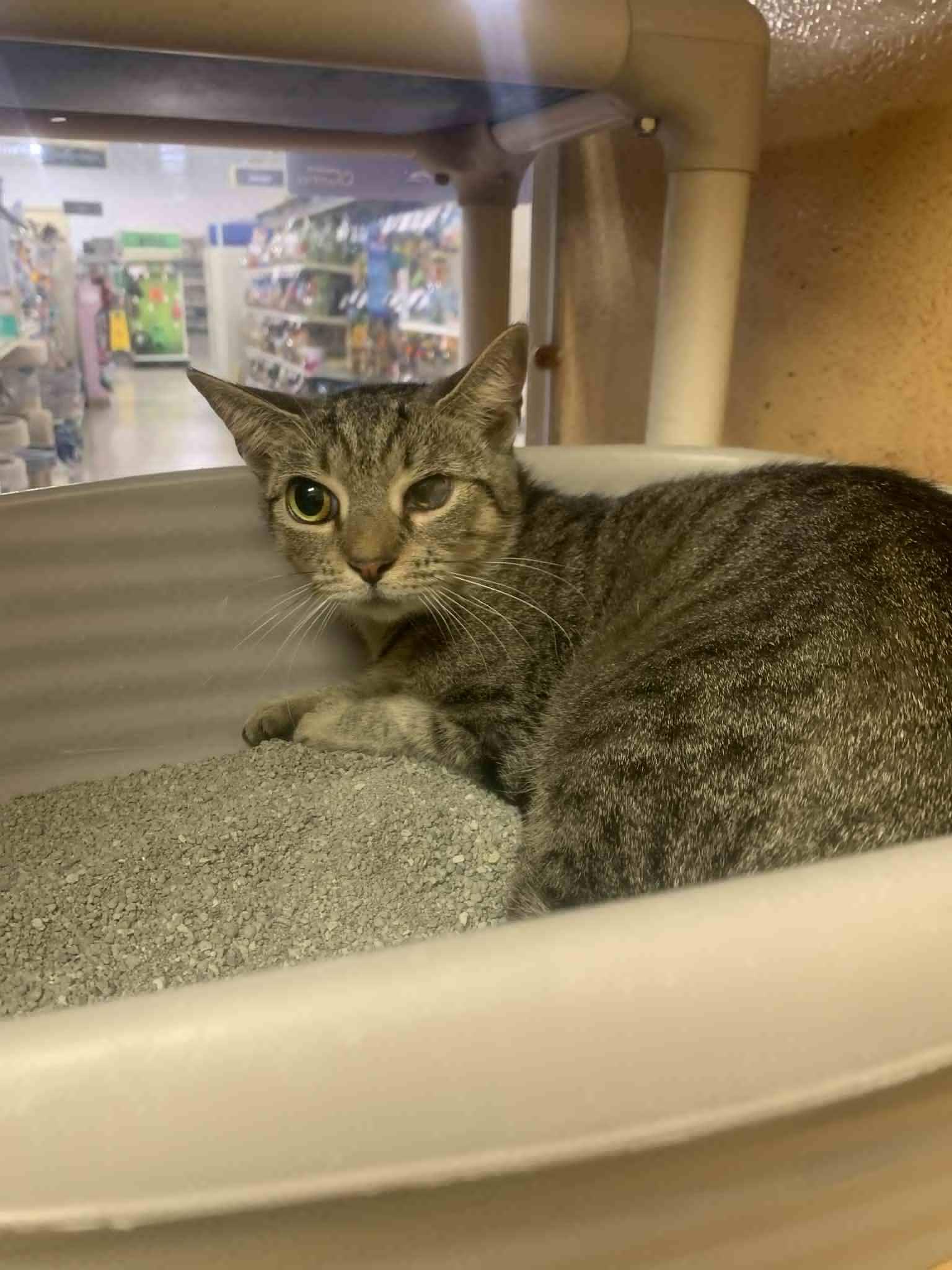 Enlarge Ice-Cream Master, a Adoptable Domestic Short Hair in Fredericksburg, VA image 1/4