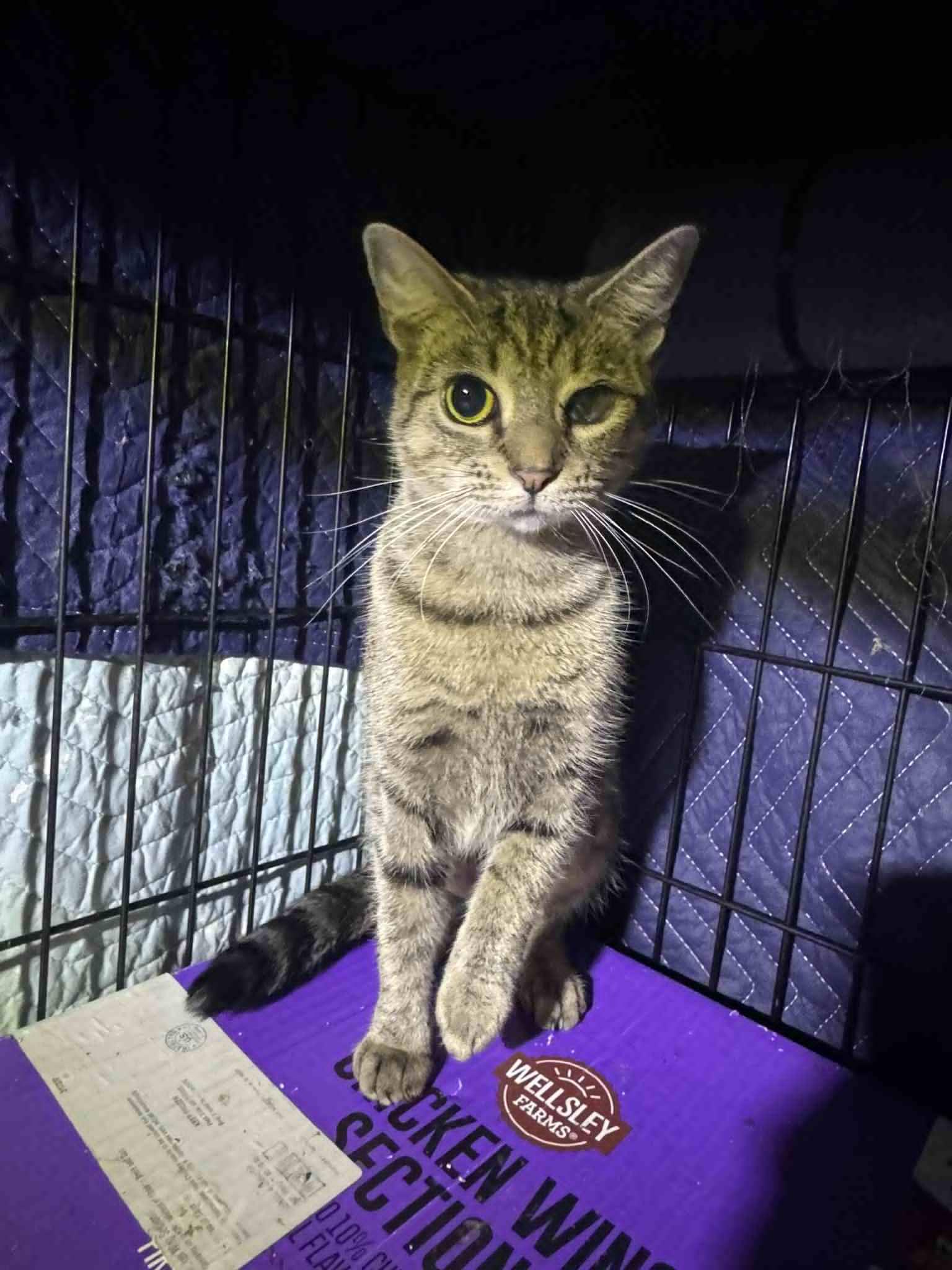 Enlarge Ice-Cream Master, a Adoptable Domestic Short Hair in Fredericksburg, VA image 3/4