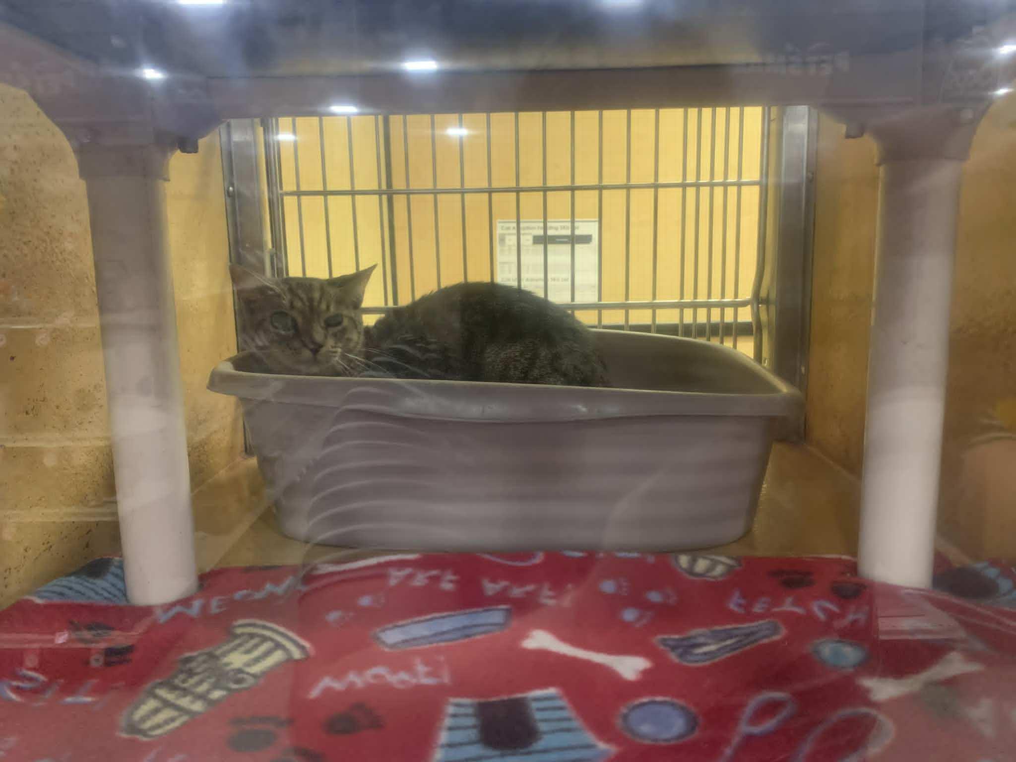 Enlarge Ice-Cream Master, a Adoptable Domestic Short Hair in Fredericksburg, VA image 4/4