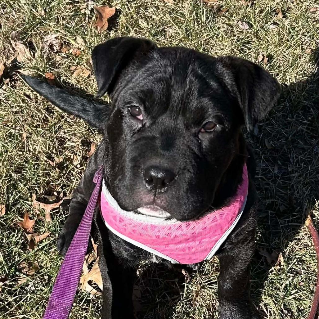 Coffee, Adoptable, Puppy Female Shar-Pei & Mixed Breed.