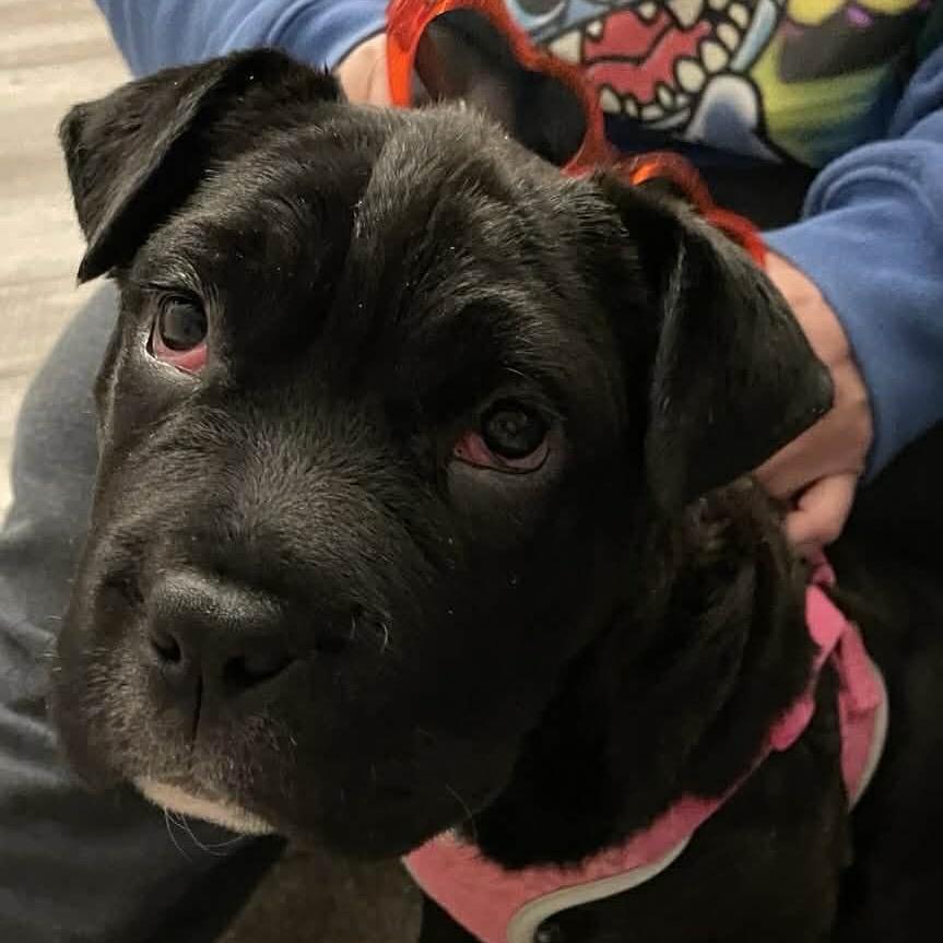 Coffee, a Adoptable mixed breed in Overland Park, KS image 2/6