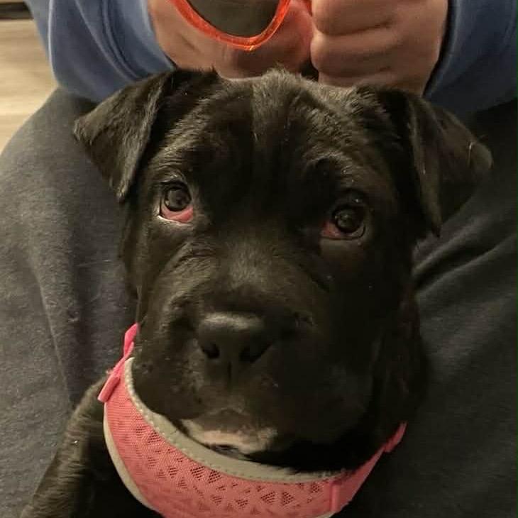 Coffee, a Adoptable mixed breed in Overland Park, KS image 3/6