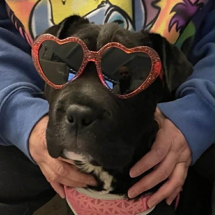 Coffee, a Adoptable mixed breed in Overland Park, KS image 4/6