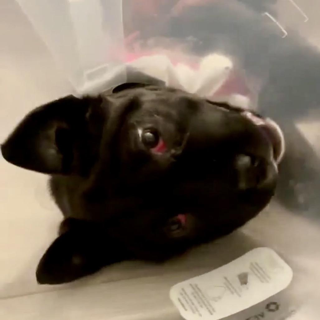 Coffee, a Adoptable mixed breed in Overland Park, KS image 5/6