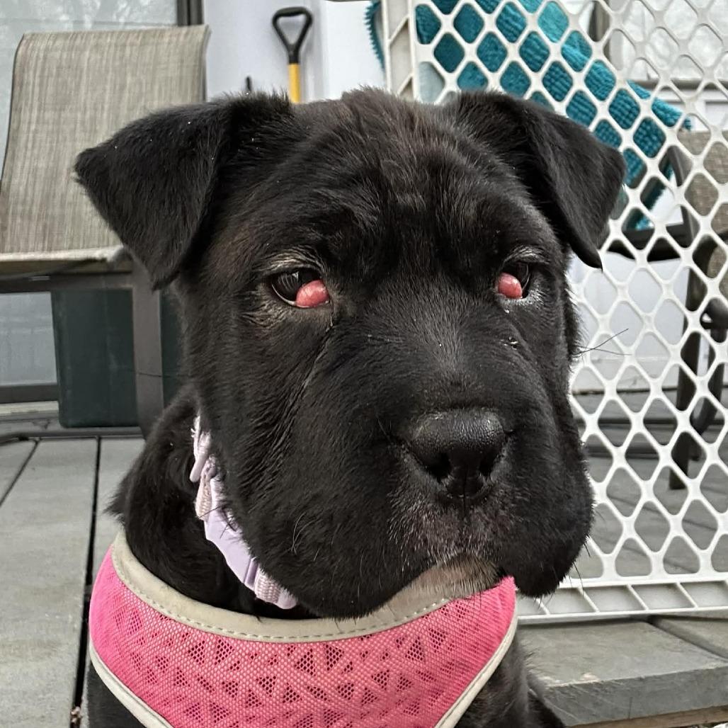 Coffee, a Adoptable mixed breed in Overland Park, KS image 6/6