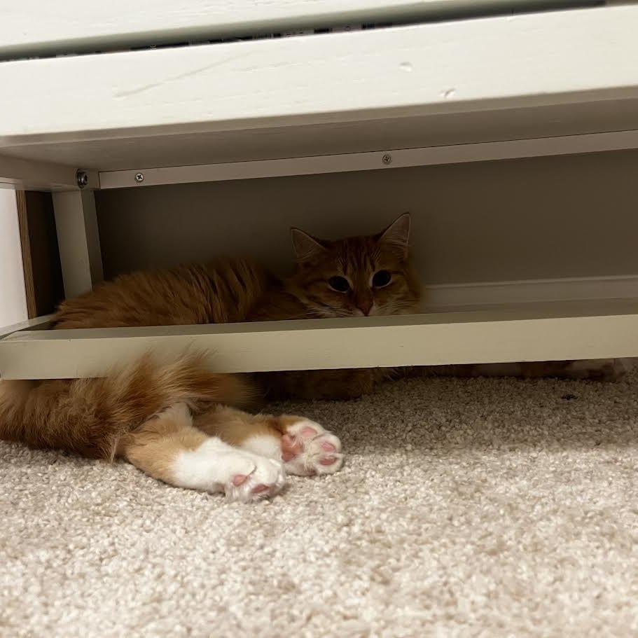 Enlarge Lottie, a ADOPTABLE Domestic Long Hair in Birmingham, AL image 3/6