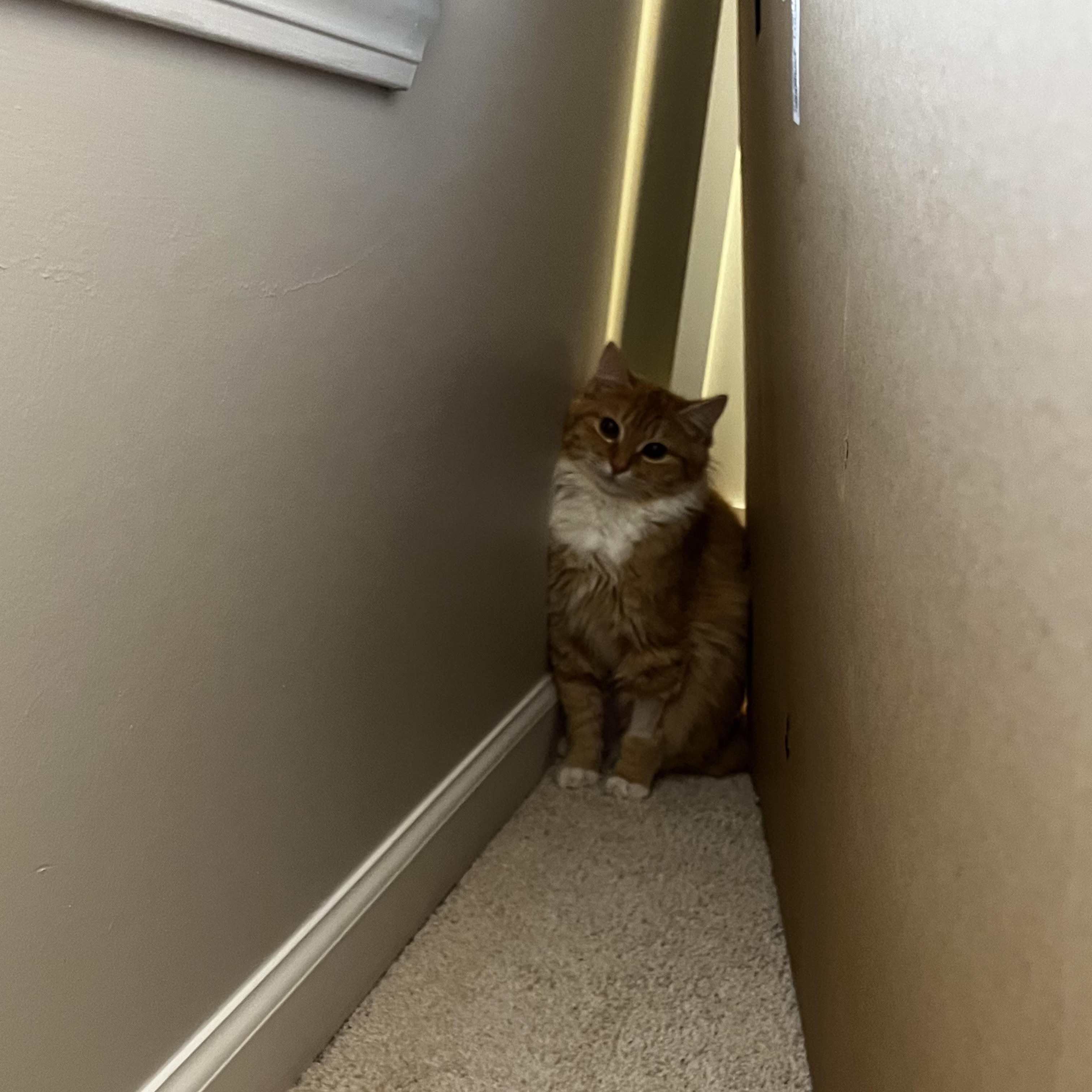 Enlarge Lottie, a ADOPTABLE Domestic Long Hair in Birmingham, AL image 5/6