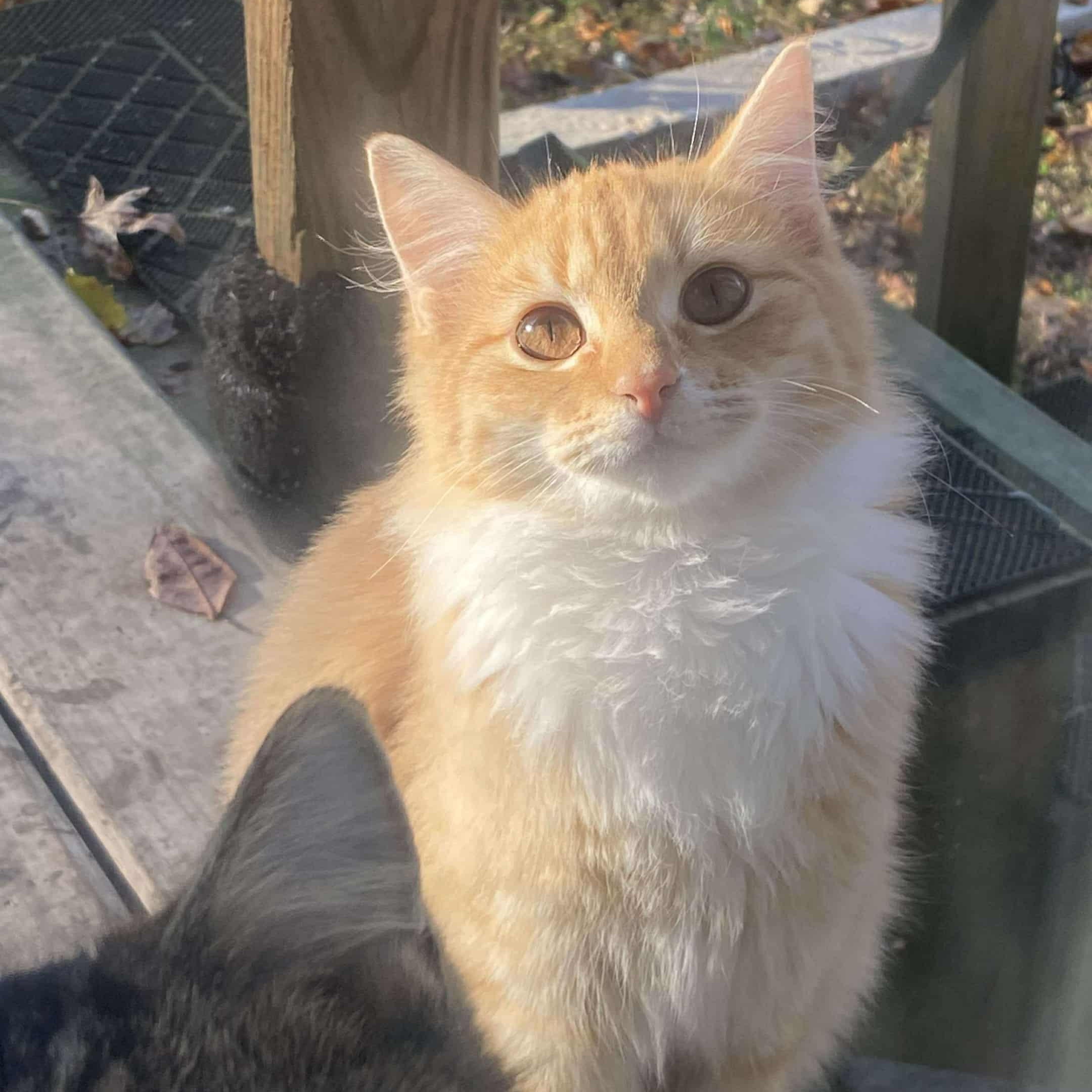 Lottie, ADOPTABLE, Young Female Domestic Long Hair.