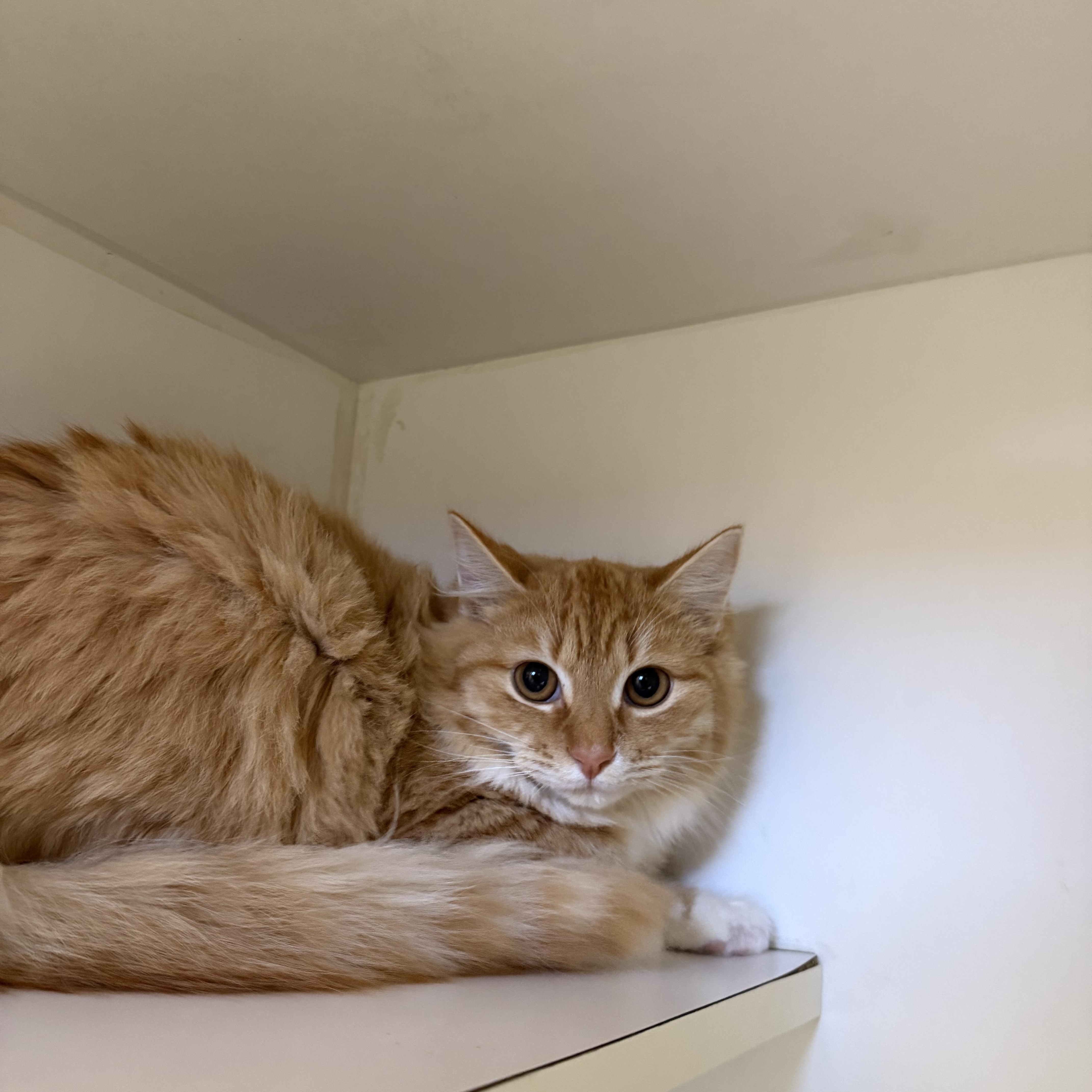 Enlarge Lottie, a ADOPTABLE Domestic Long Hair in Birmingham, AL image 2/6