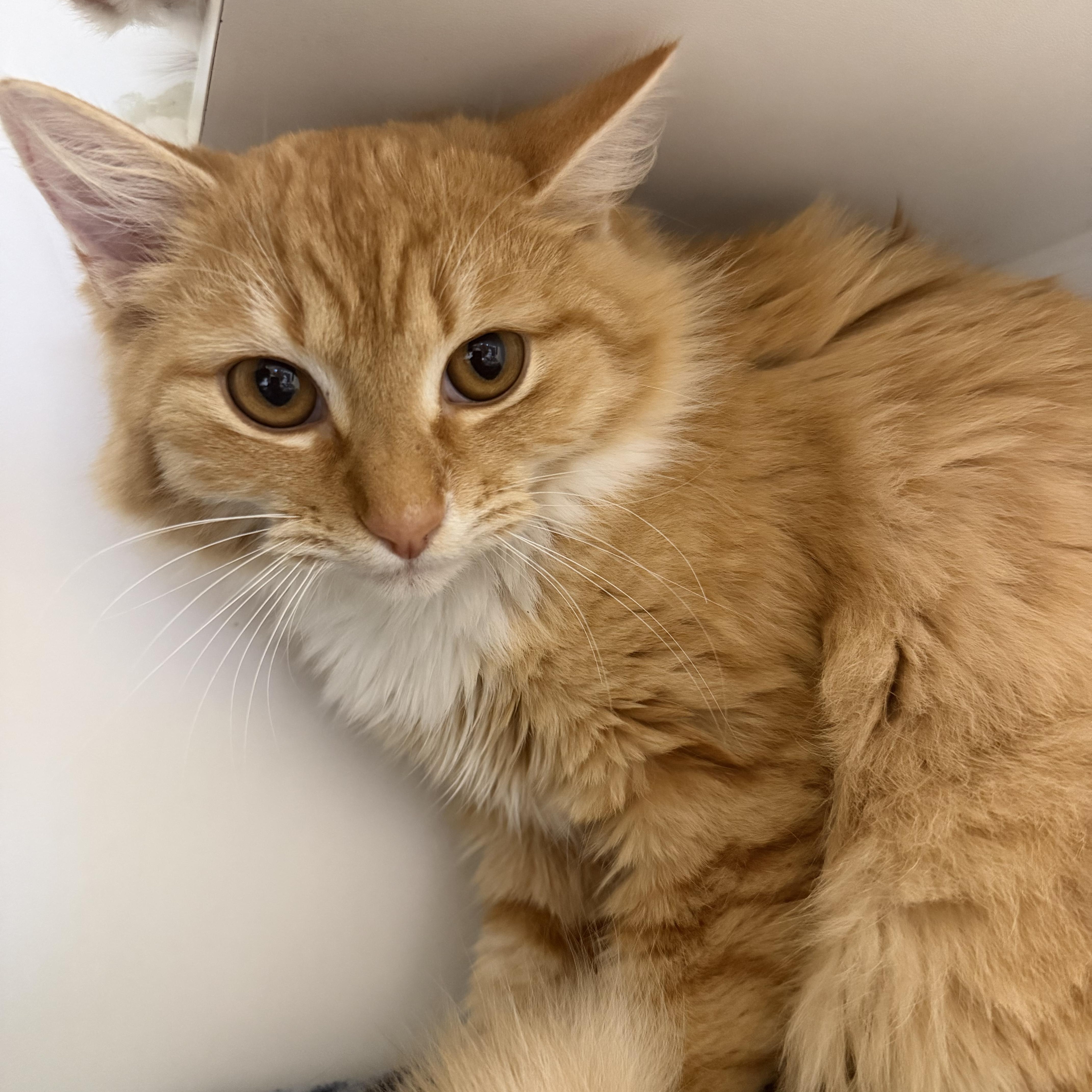 Enlarge Lottie, a ADOPTABLE Domestic Long Hair in Birmingham, AL image 4/6