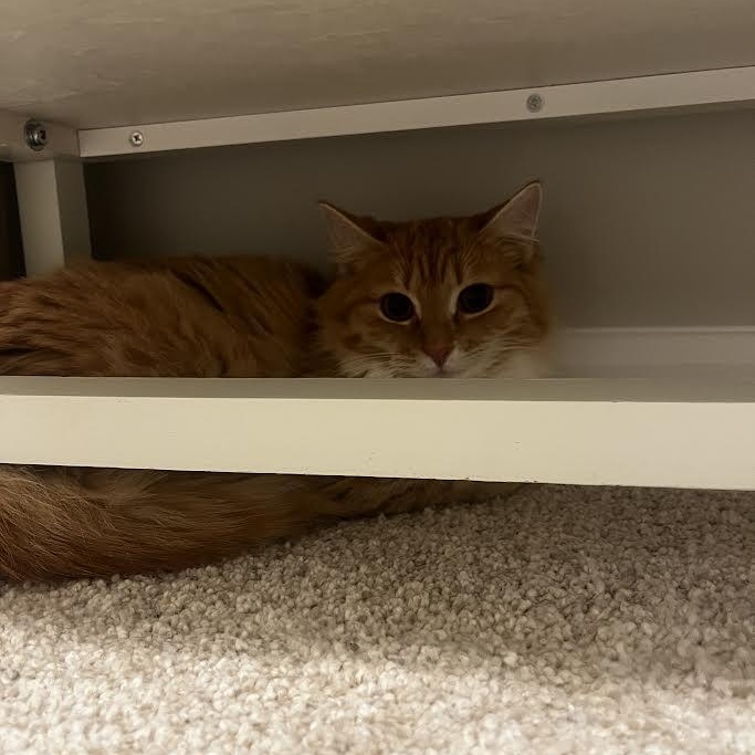 Enlarge Lottie, a ADOPTABLE Domestic Long Hair in Birmingham, AL image 6/6