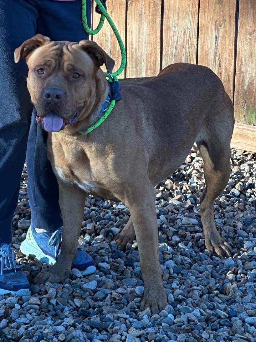 Danielle, Adult Female Dogue de Bordeaux