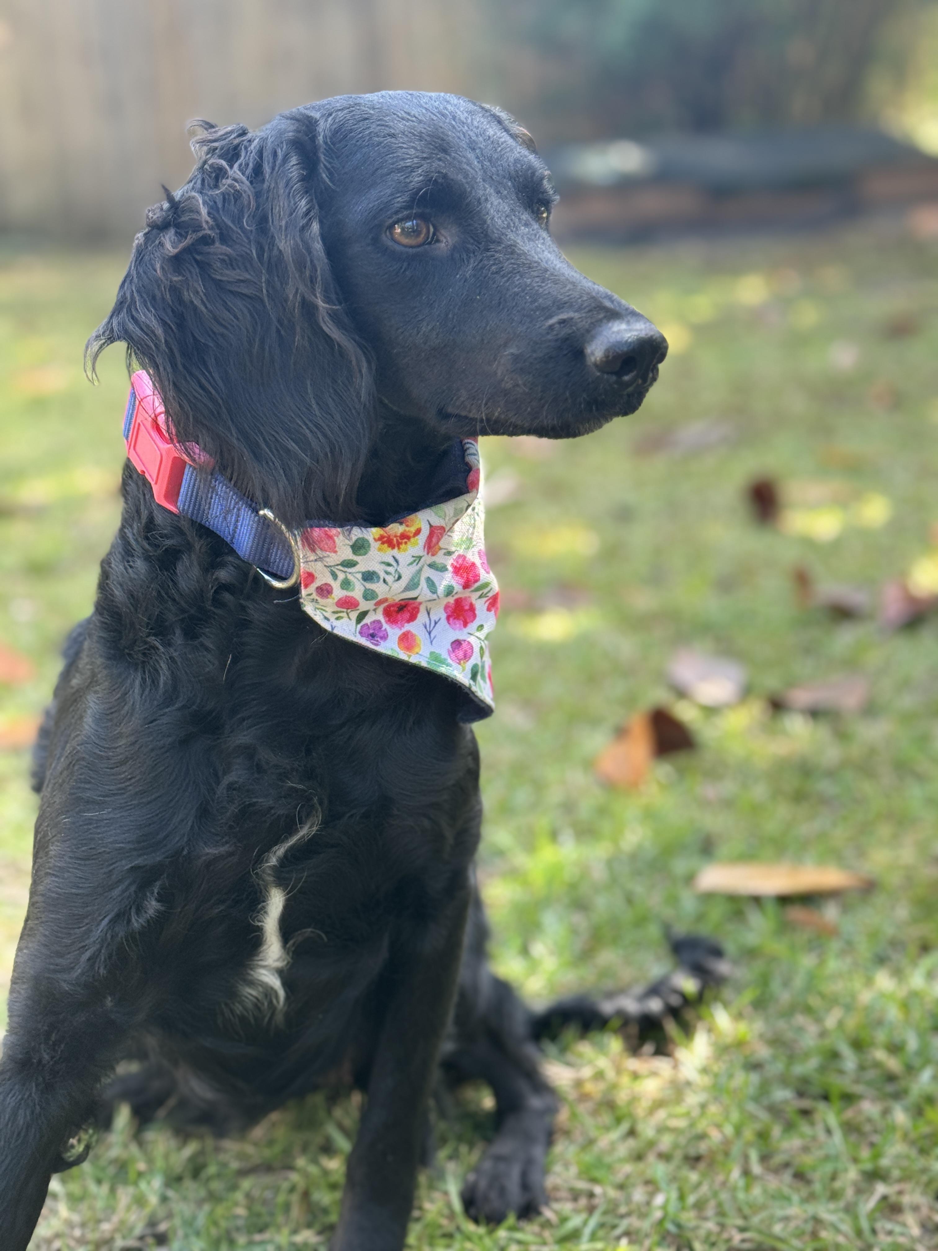 Moira, Adoptable, Young Female Field Spaniel & Flat-Coated Retriever.