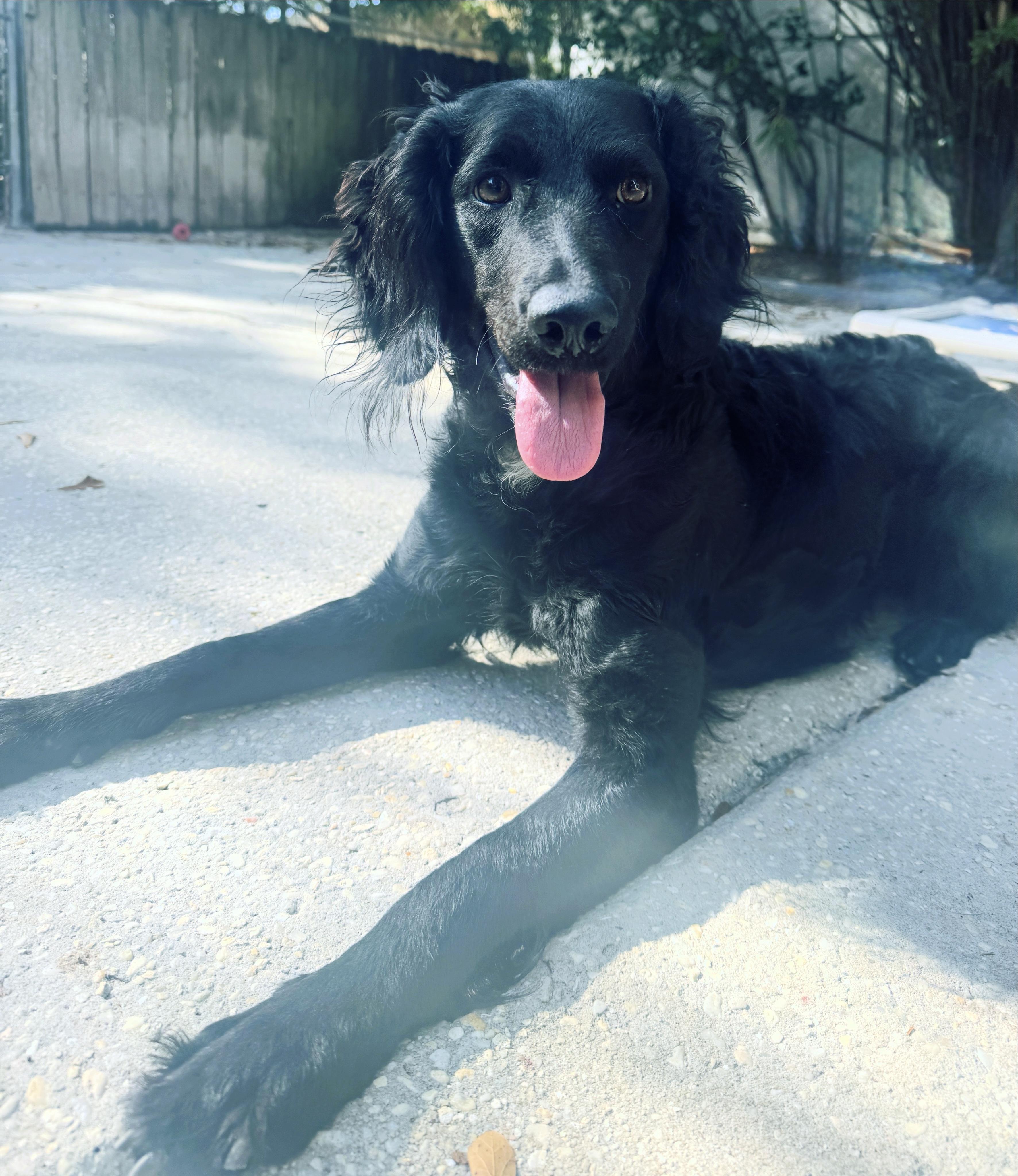 Enlarge Moira, a Adoptable mixed breed in Navarre, FL image 1/5