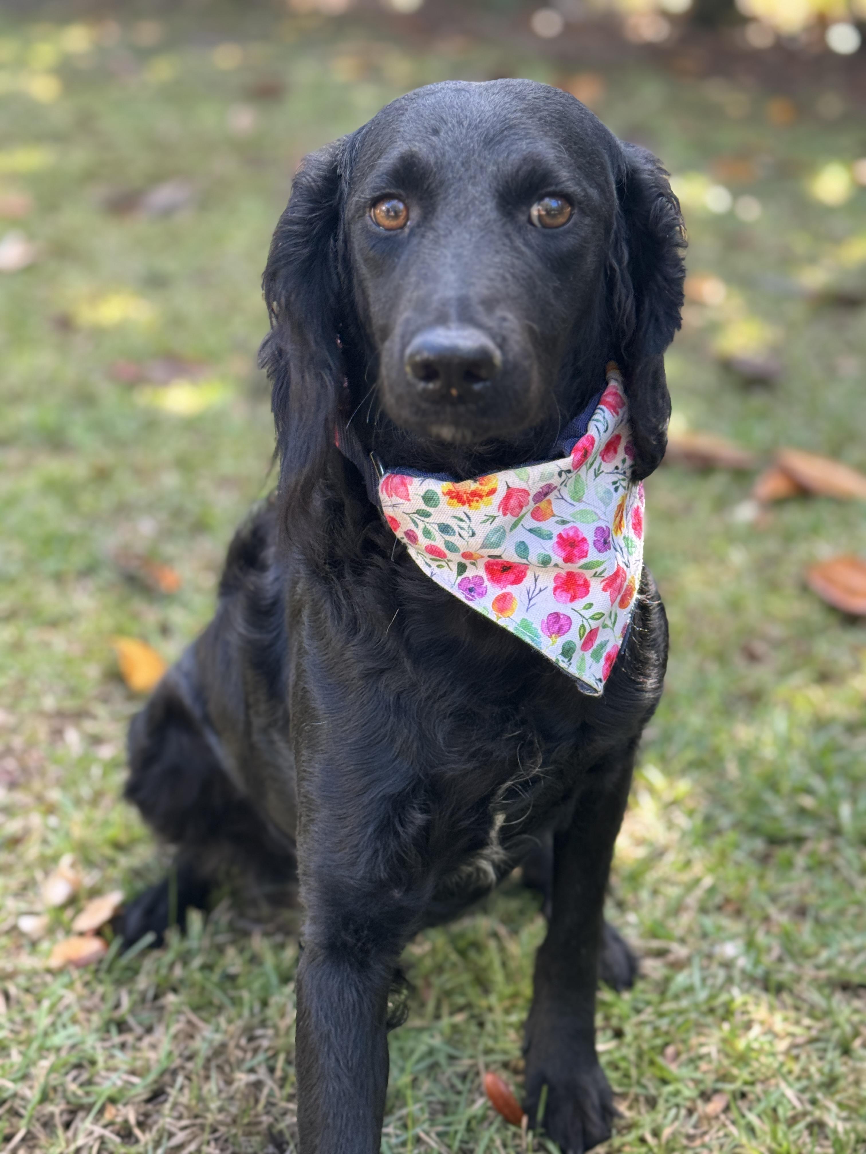 Enlarge Moira, a Adoptable mixed breed in Navarre, FL image 3/5