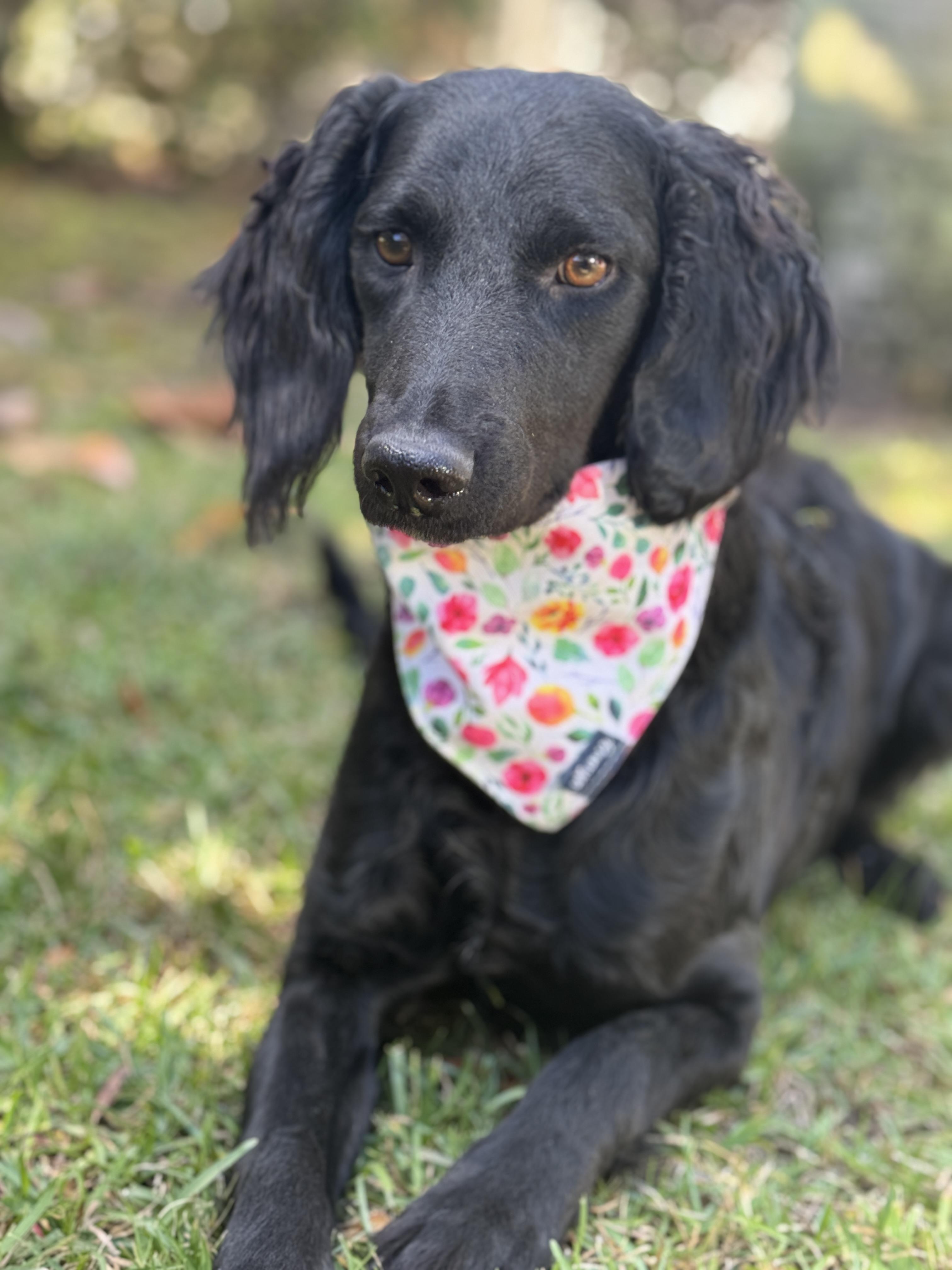 Enlarge Moira, a Adoptable mixed breed in Navarre, FL image 4/5