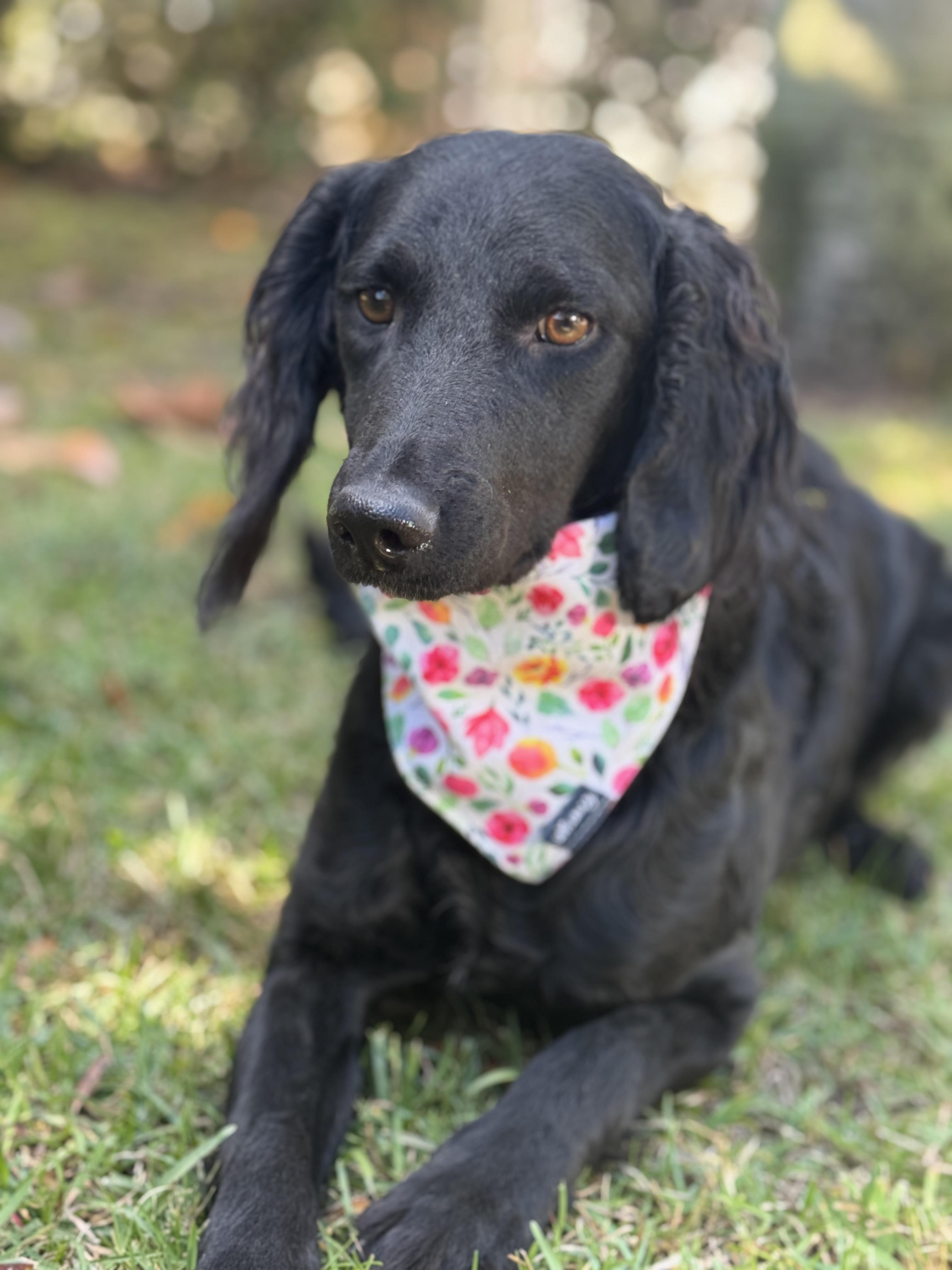 Enlarge Moira, a Adoptable mixed breed in Navarre, FL image 5/5