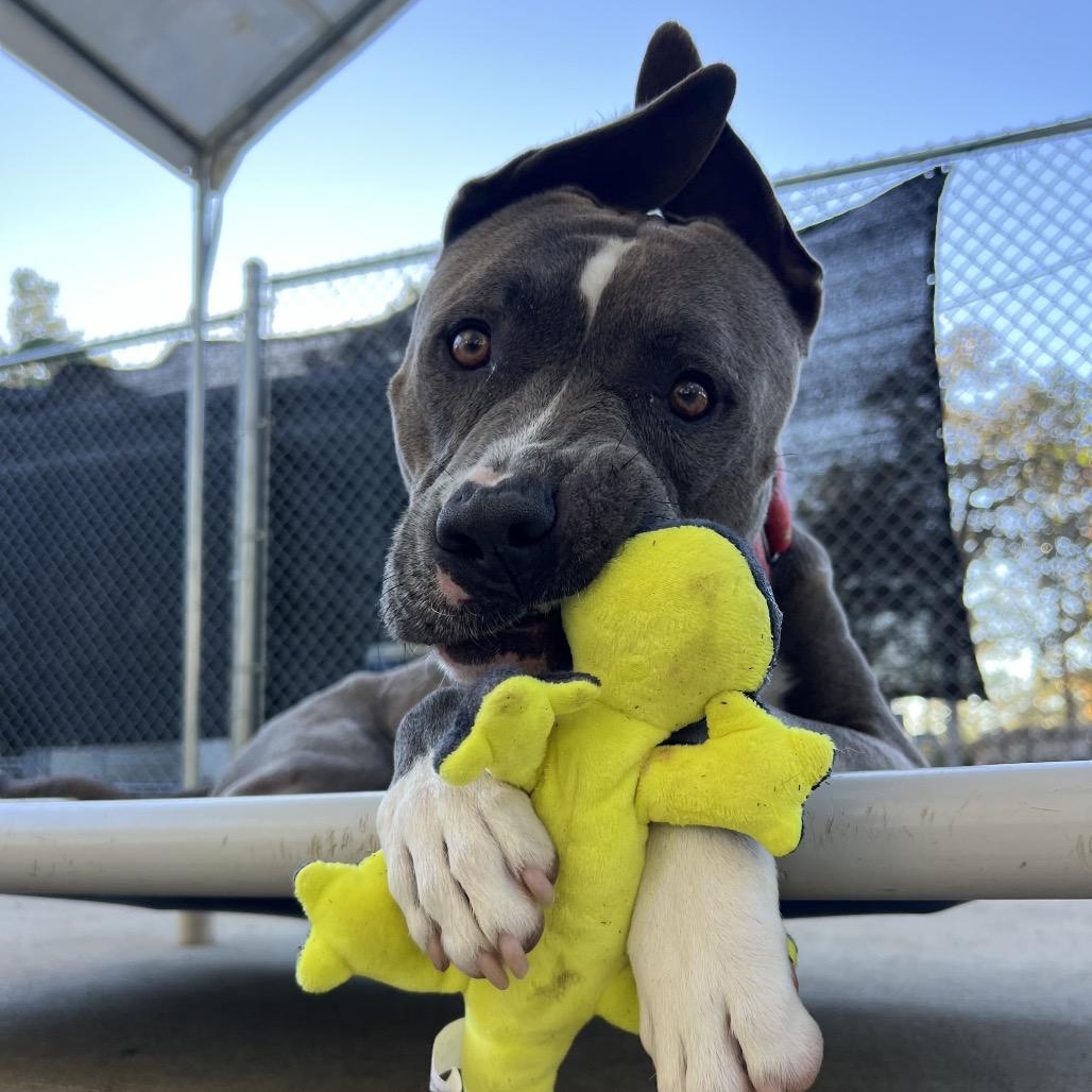 Hondo, a Adoptable Pit Bull Terrier in Spring, TX image 5/6