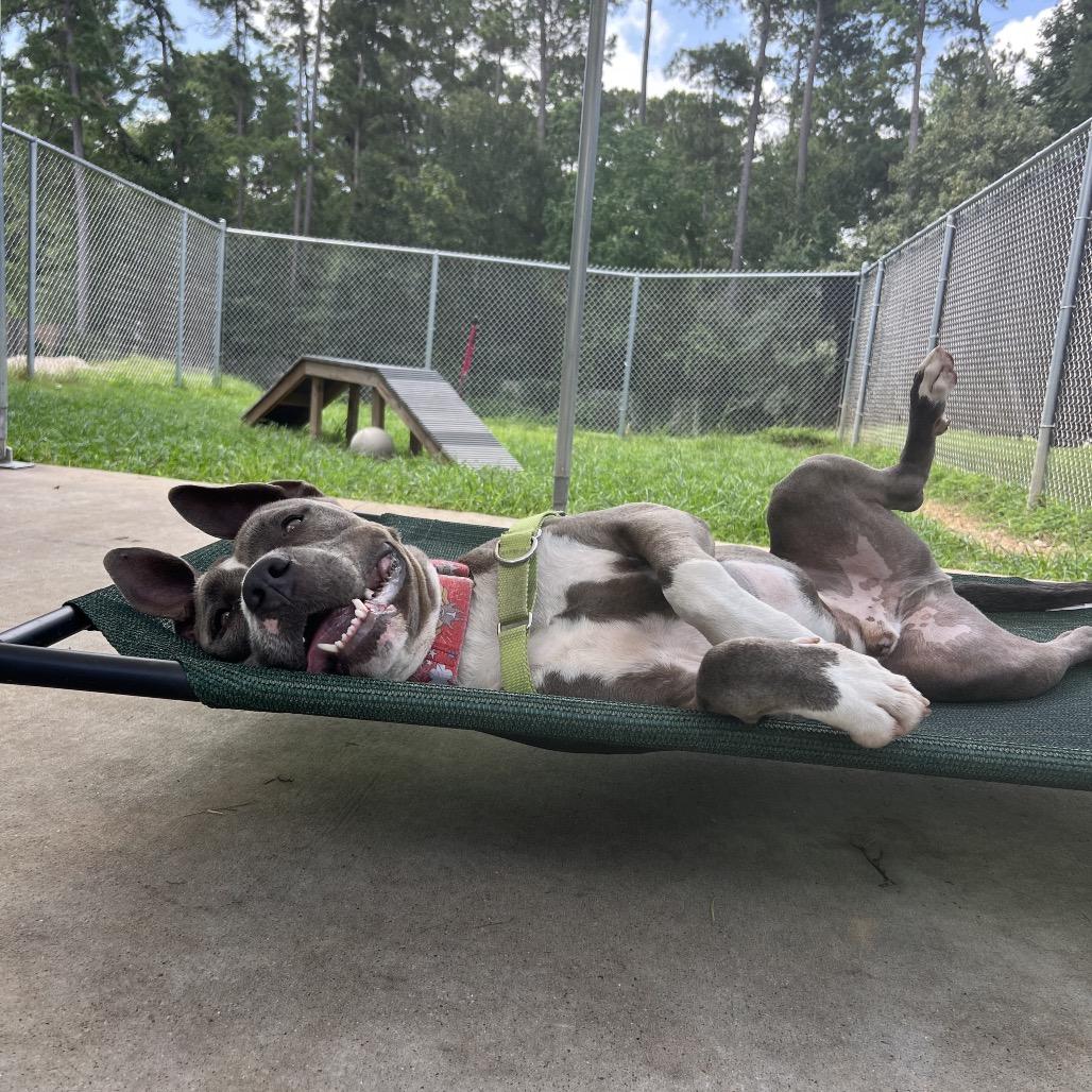Hondo, a Adoptable Pit Bull Terrier in Spring, TX image 6/6
