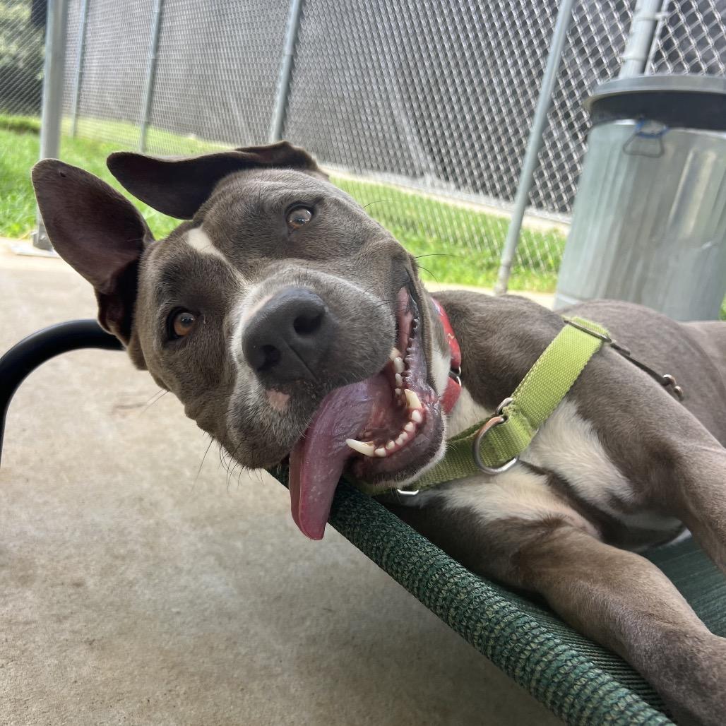 Hondo, a Adoptable Pit Bull Terrier in Spring, TX image 2/6