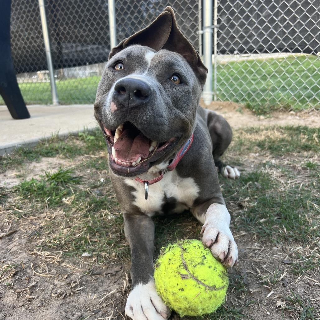 Hondo, a Adoptable Pit Bull Terrier in Spring, TX image 4/6