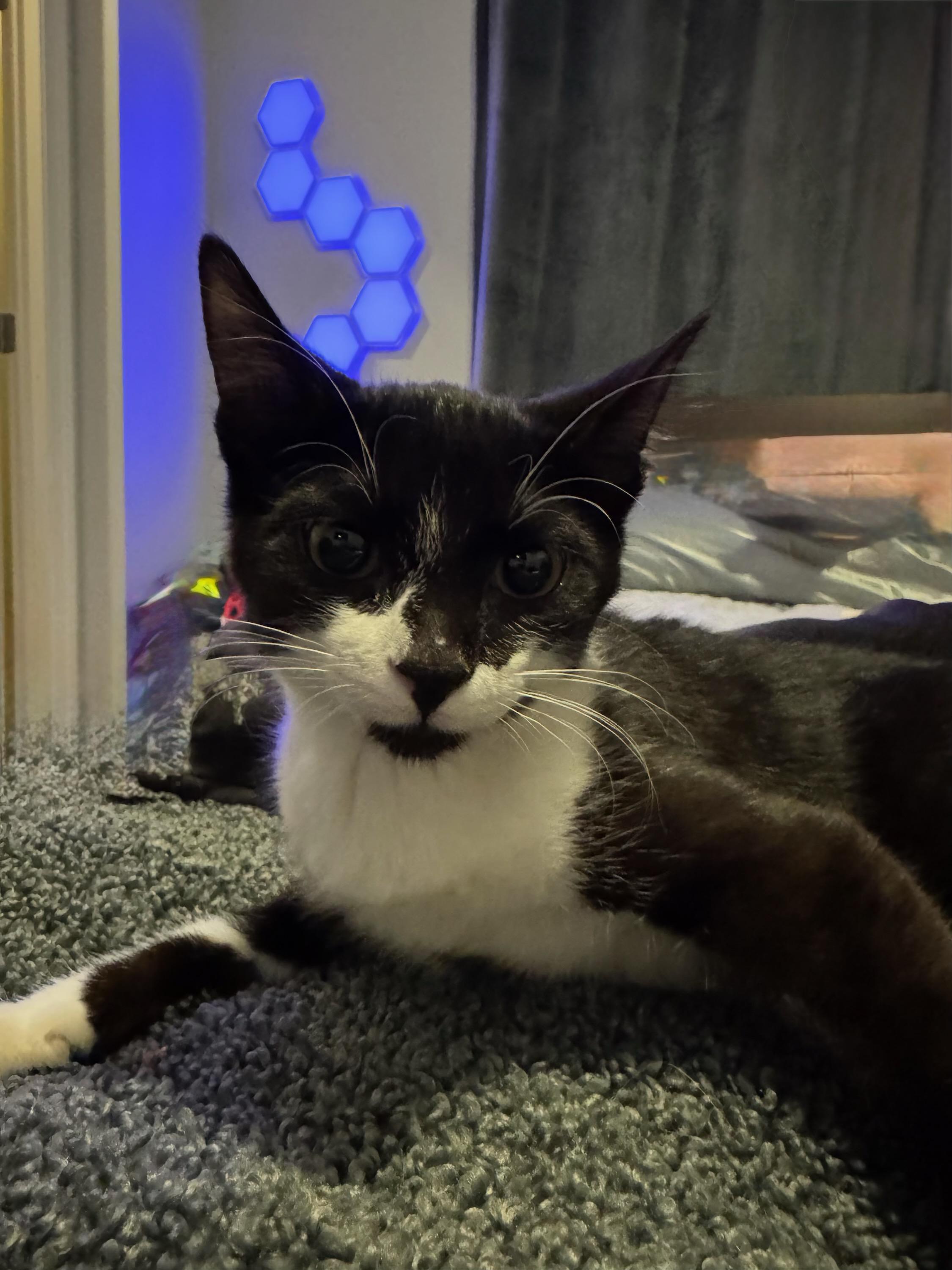 Enlarge Jolly Drew, a Adoptable mixed breed in Howell, MI image 2/4