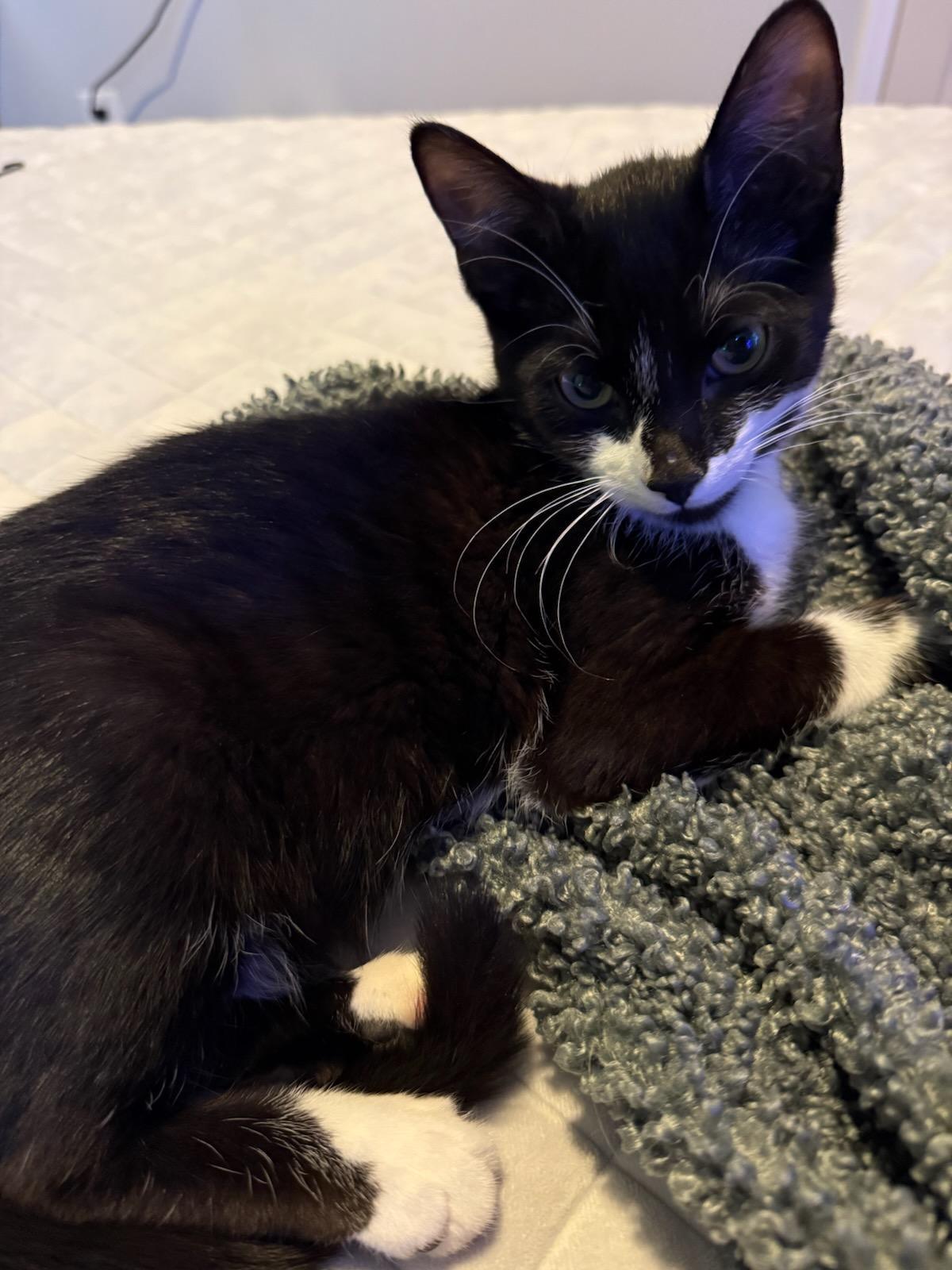 Enlarge Jolly Drew, a Adoptable mixed breed in Howell, MI image 4/4