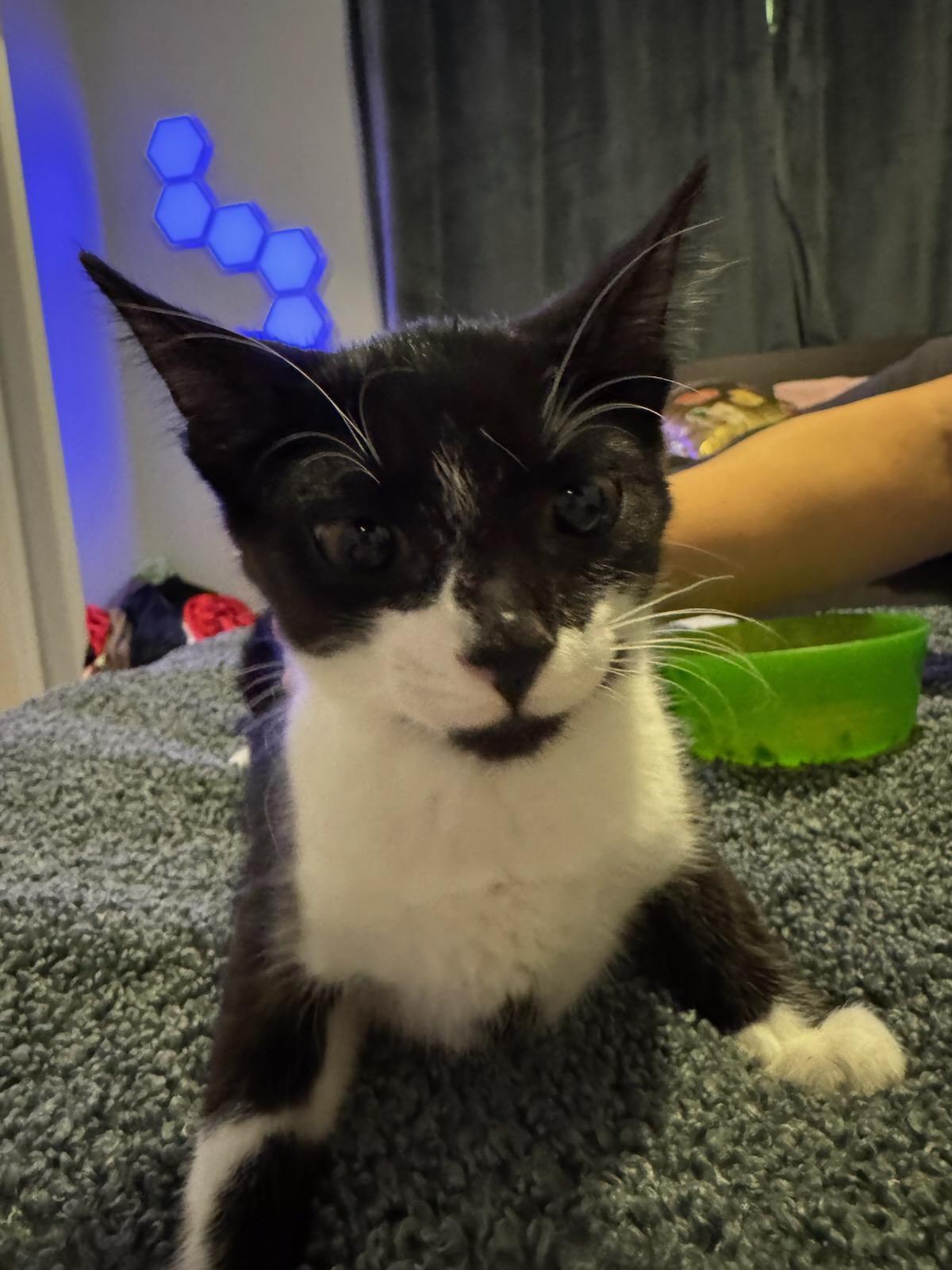 Jolly Drew, Adoptable, Kitten Male Domestic Short Hair.