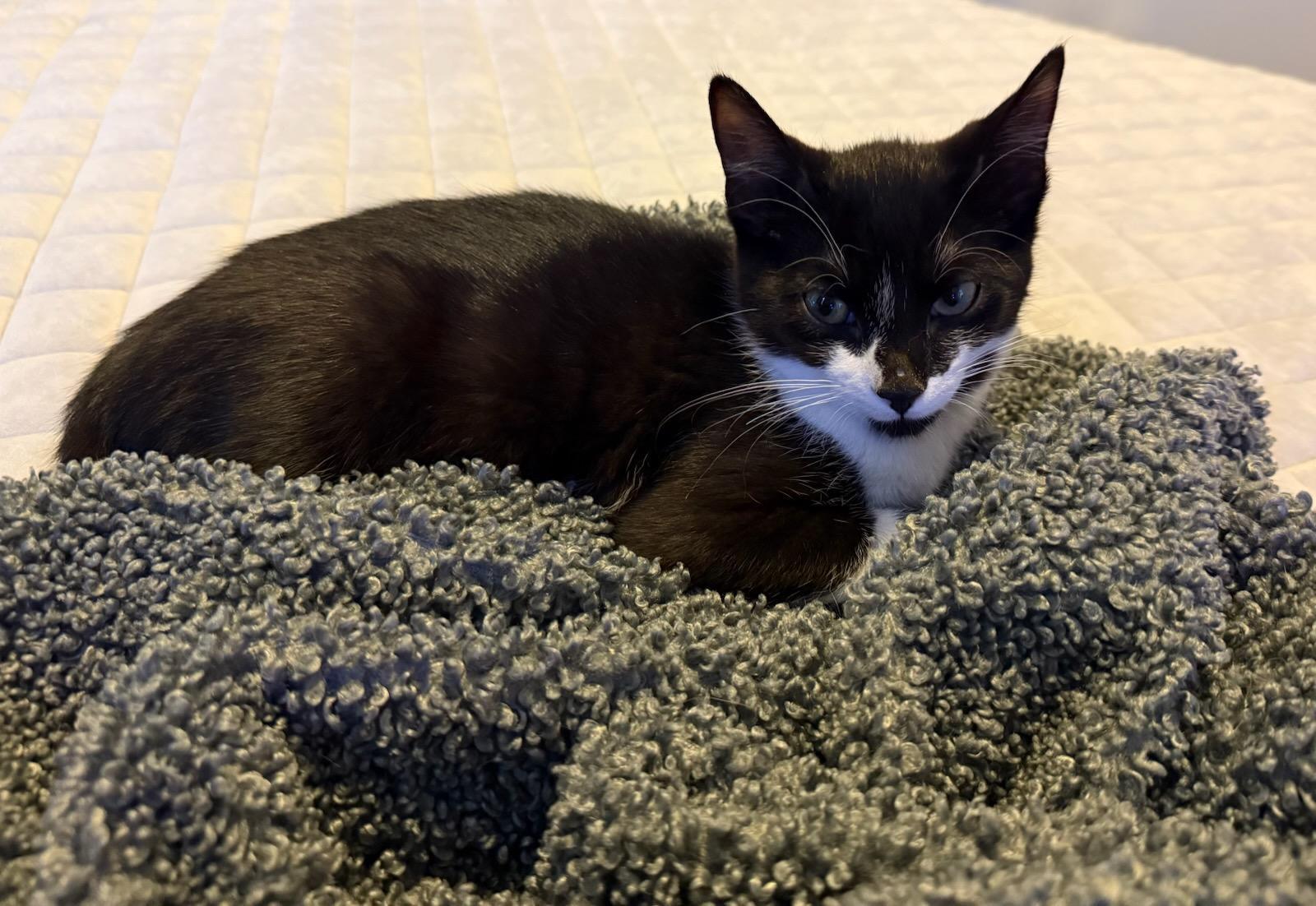 Enlarge Jolly Drew, a Adoptable mixed breed in Howell, MI image 3/4