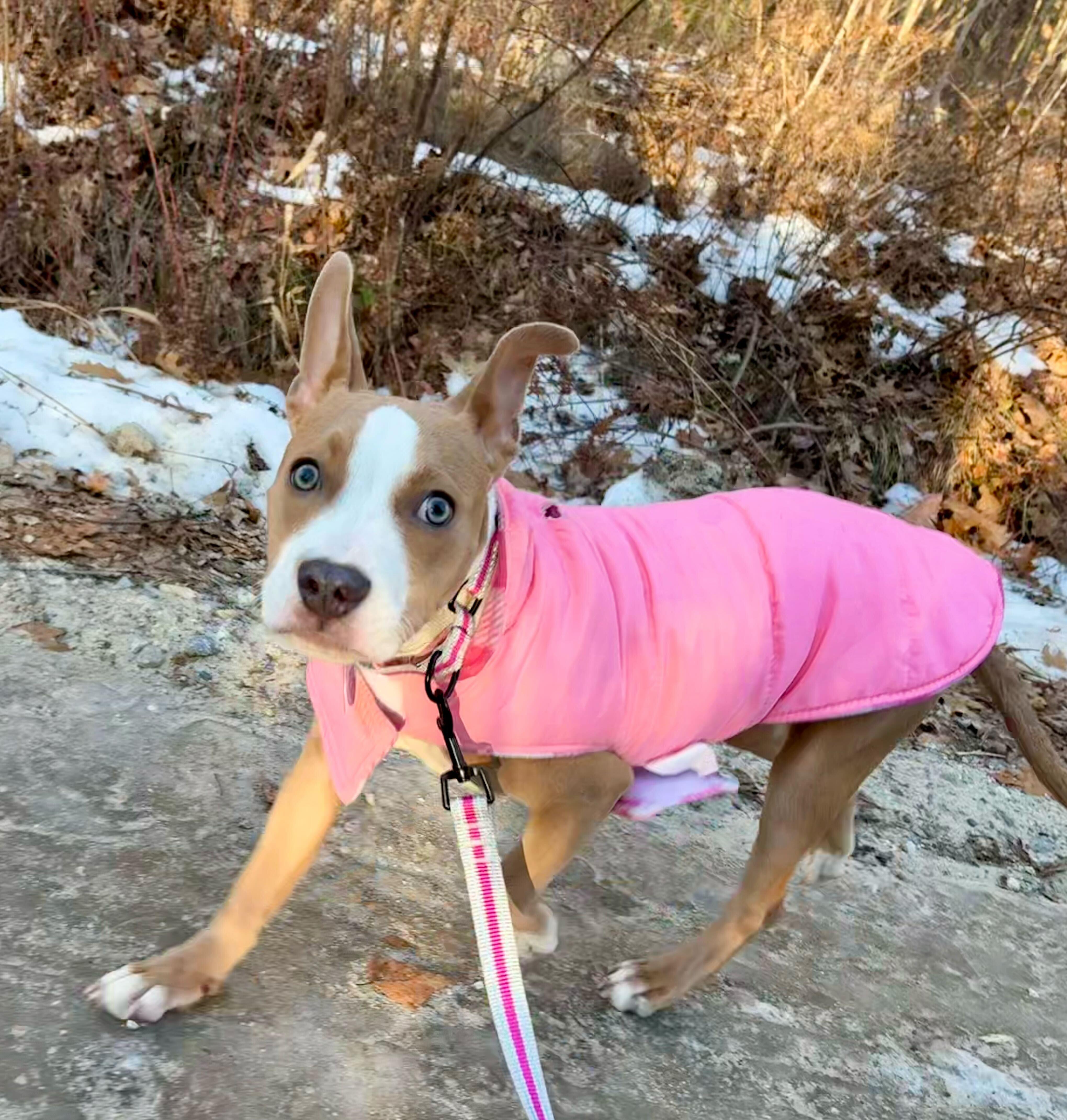 Enlarge Kala, a ADOPTABLE mixed breed in Weare, NH image 4/6