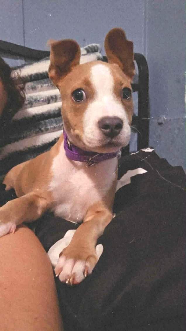 Enlarge Kala, a ADOPTABLE mixed breed in Weare, NH image 2/6