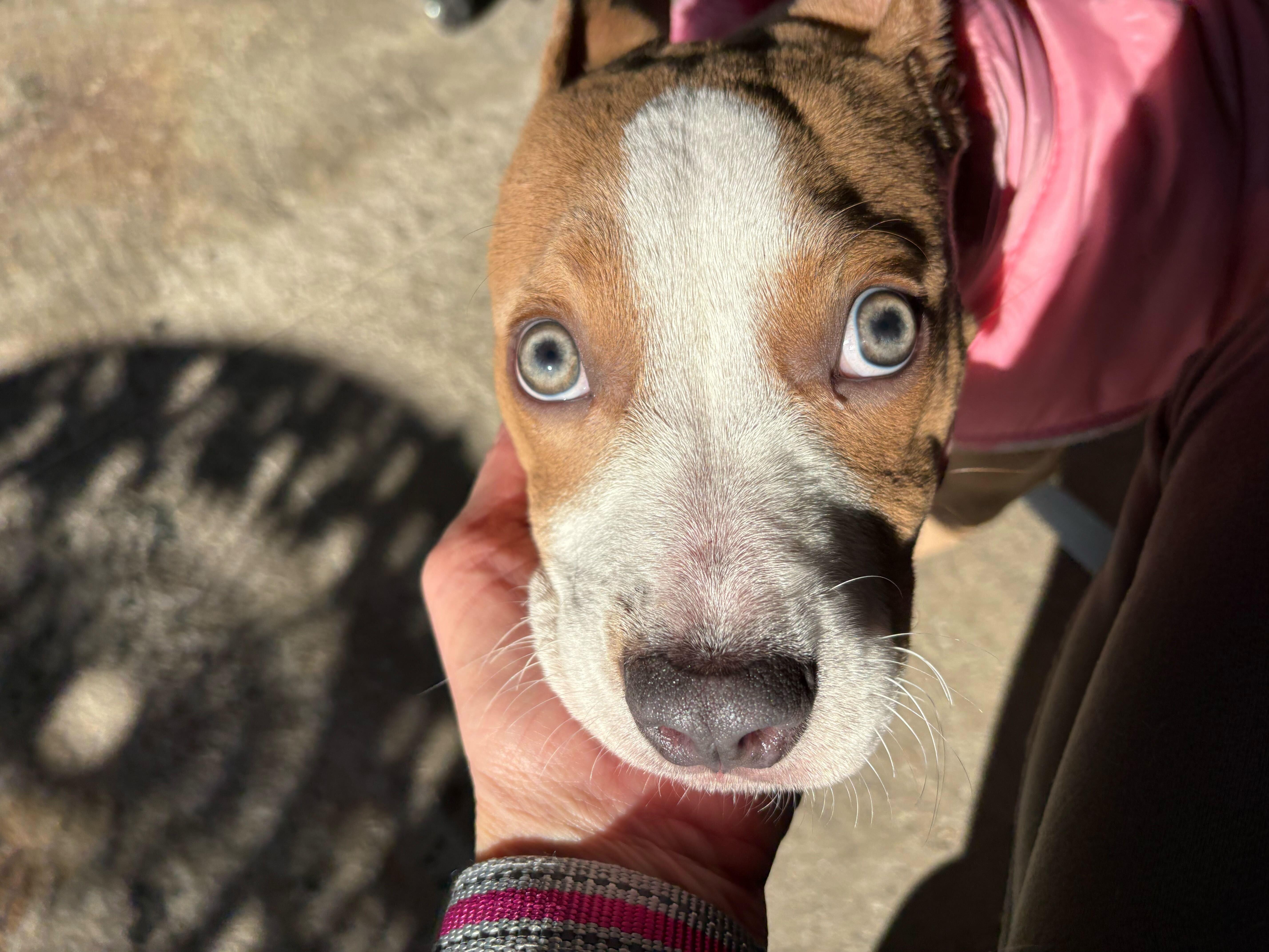 Enlarge Kala, a ADOPTABLE mixed breed in Weare, NH image 5/6