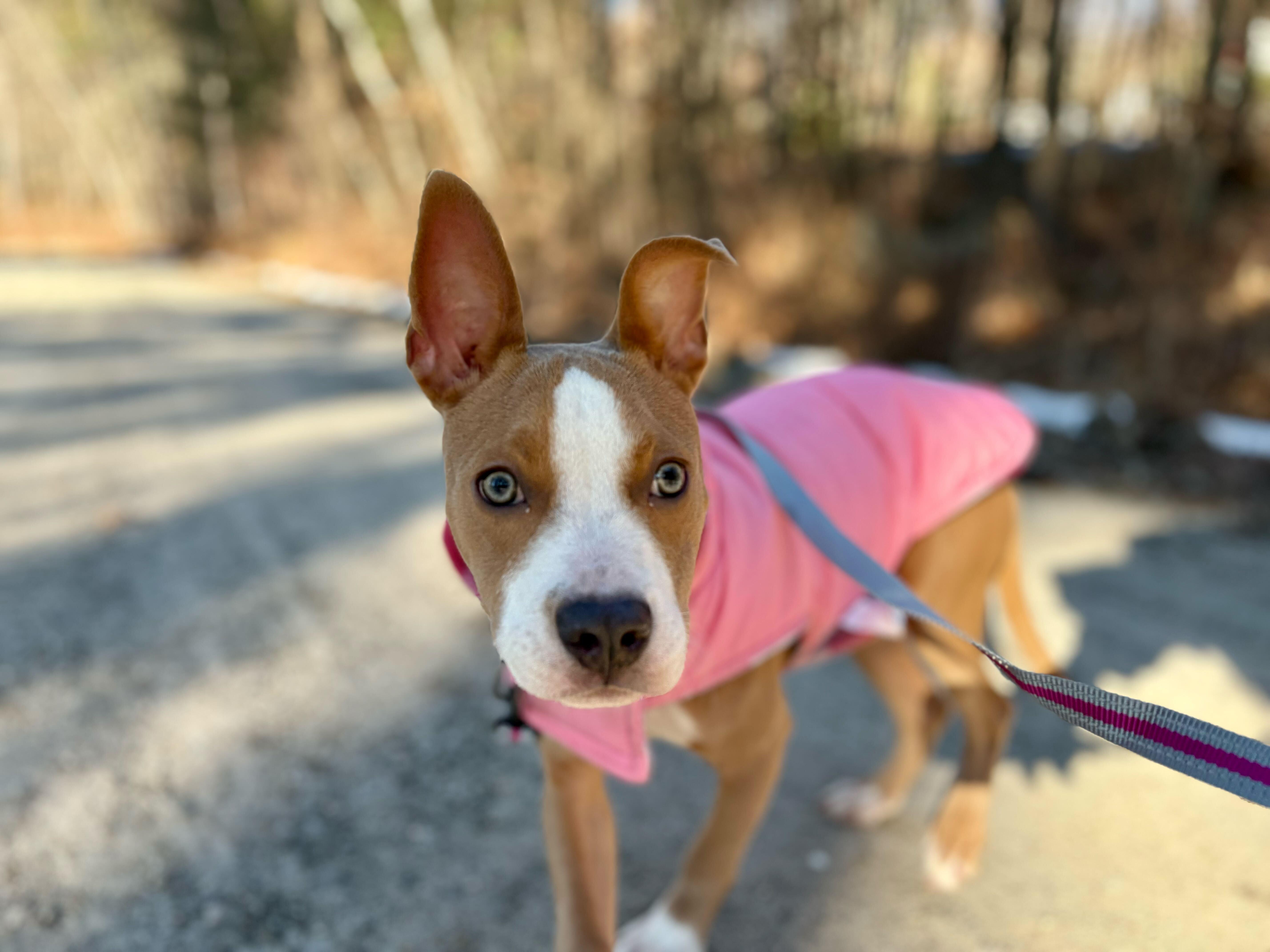 Enlarge Kala, a ADOPTABLE mixed breed in Weare, NH image 3/6