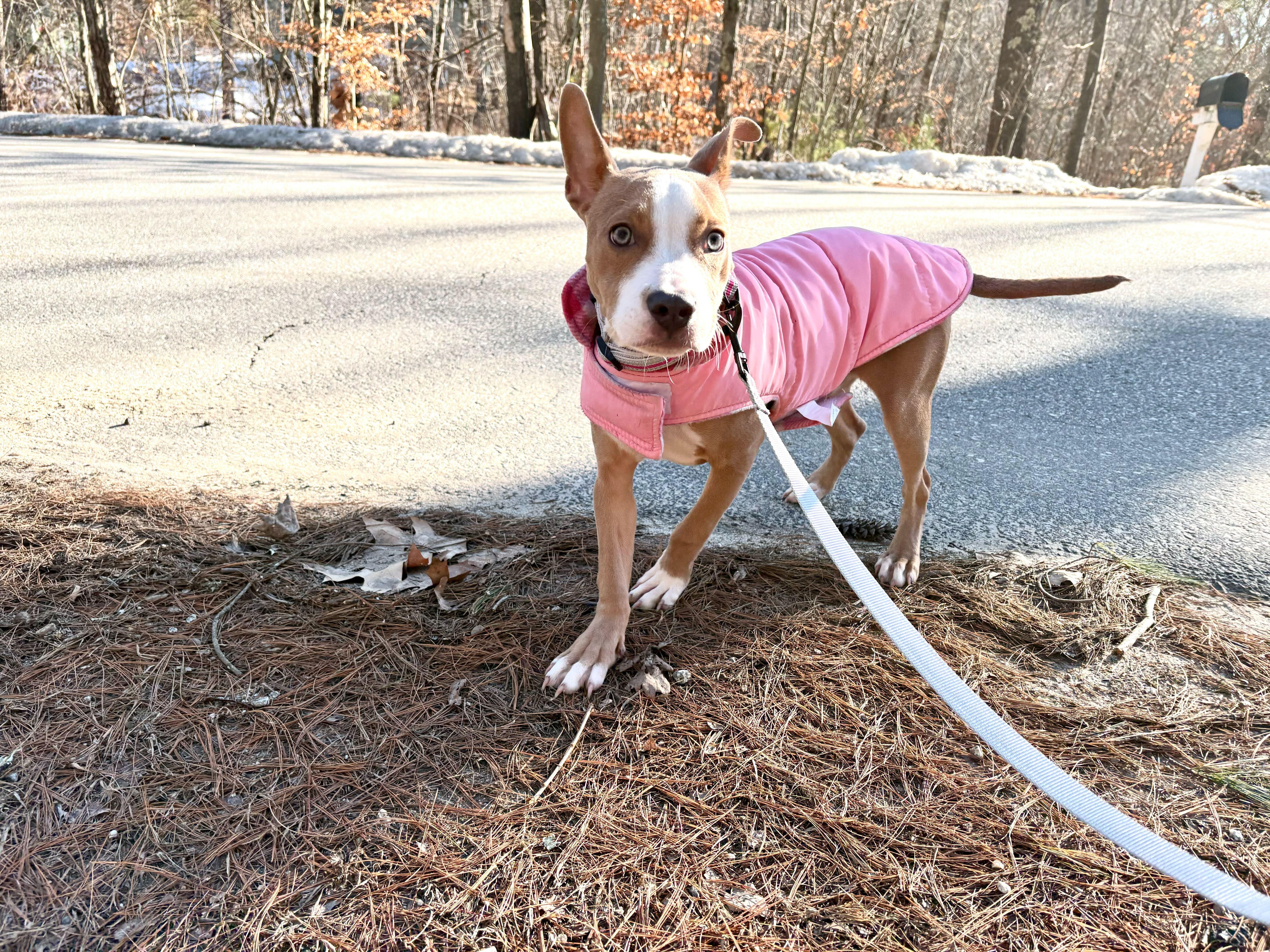 Kala, ADOPTABLE, Puppy Female Terrier & Yellow Labrador Retriever.