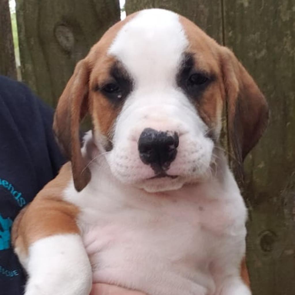 Enlarge Jim Rex, a Adoptable Mixed Breed in Williston, FL image 1/5