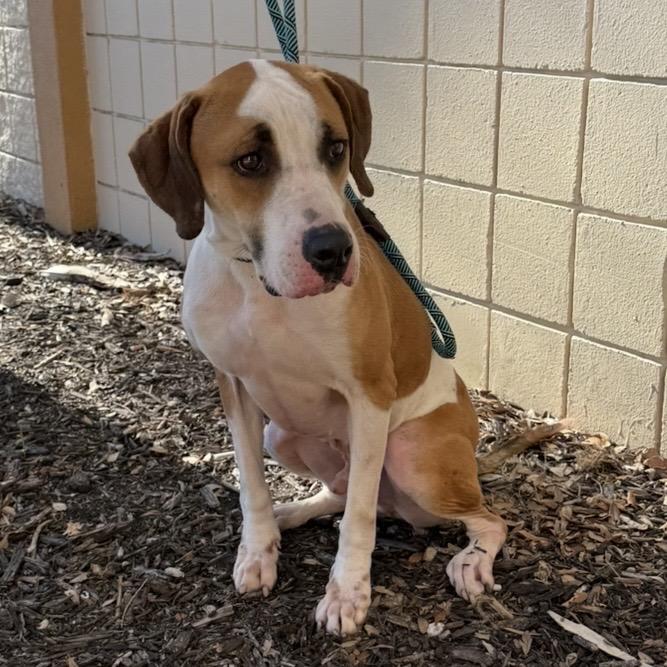 Enlarge Jim Rex, a Adoptable Mixed Breed in Williston, FL image 2/6