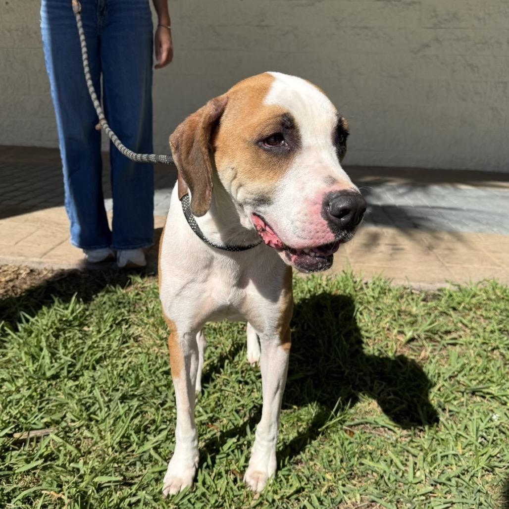 Jim Rex, a Adoptable Mixed Breed in Williston, FL image 2/5