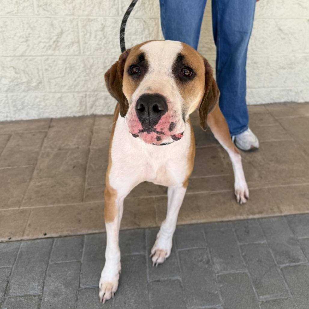 Jim Rex, a Adoptable Mixed Breed in Williston, FL image 3/5