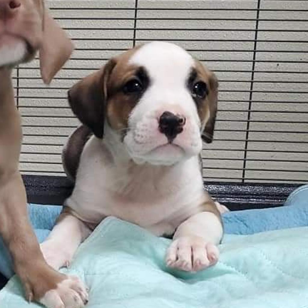 Enlarge Jim Rex, a Adoptable Mixed Breed in Williston, FL image 4/5