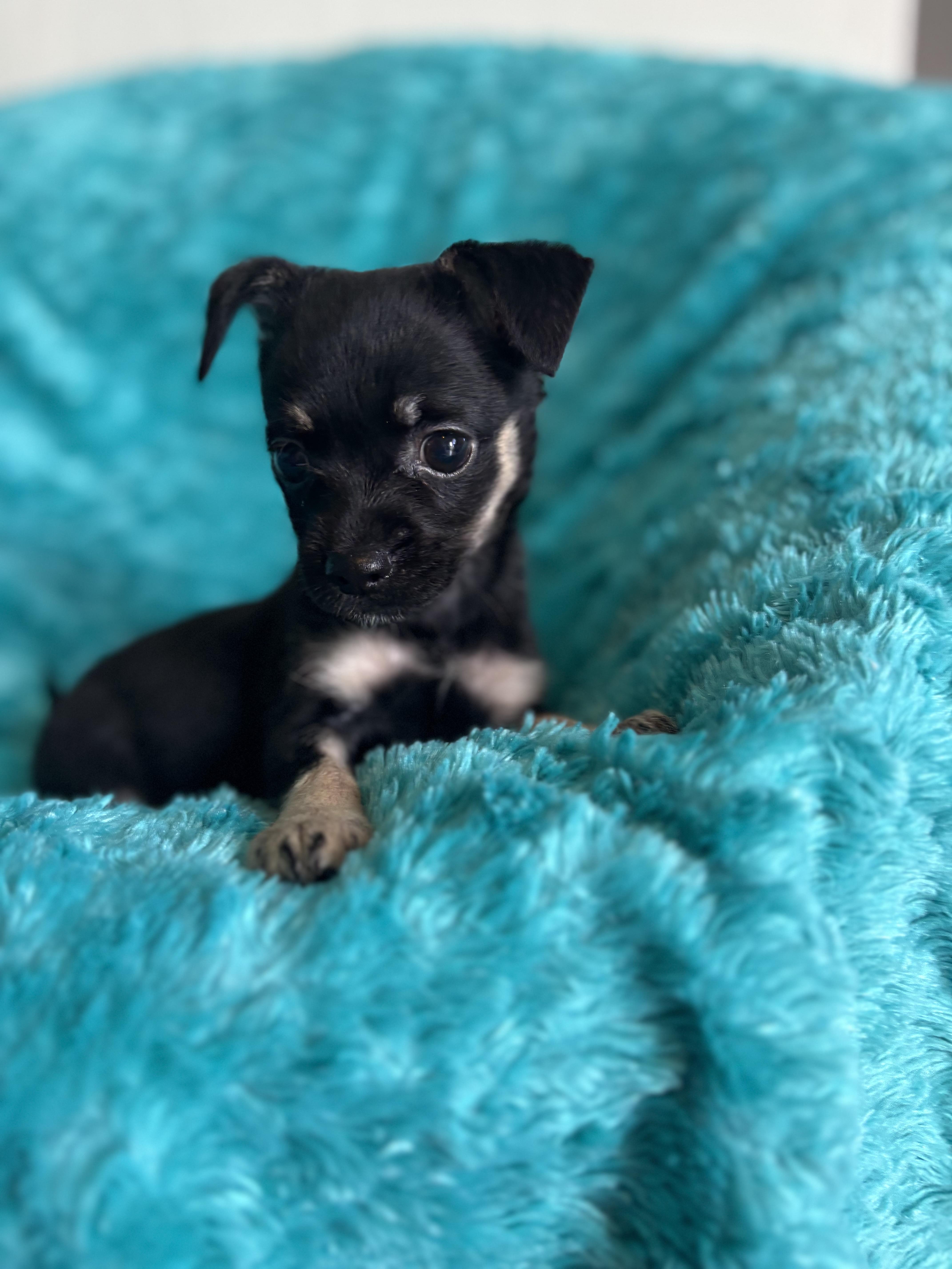Aliyap - The Nellie Pupland Litter photo 2