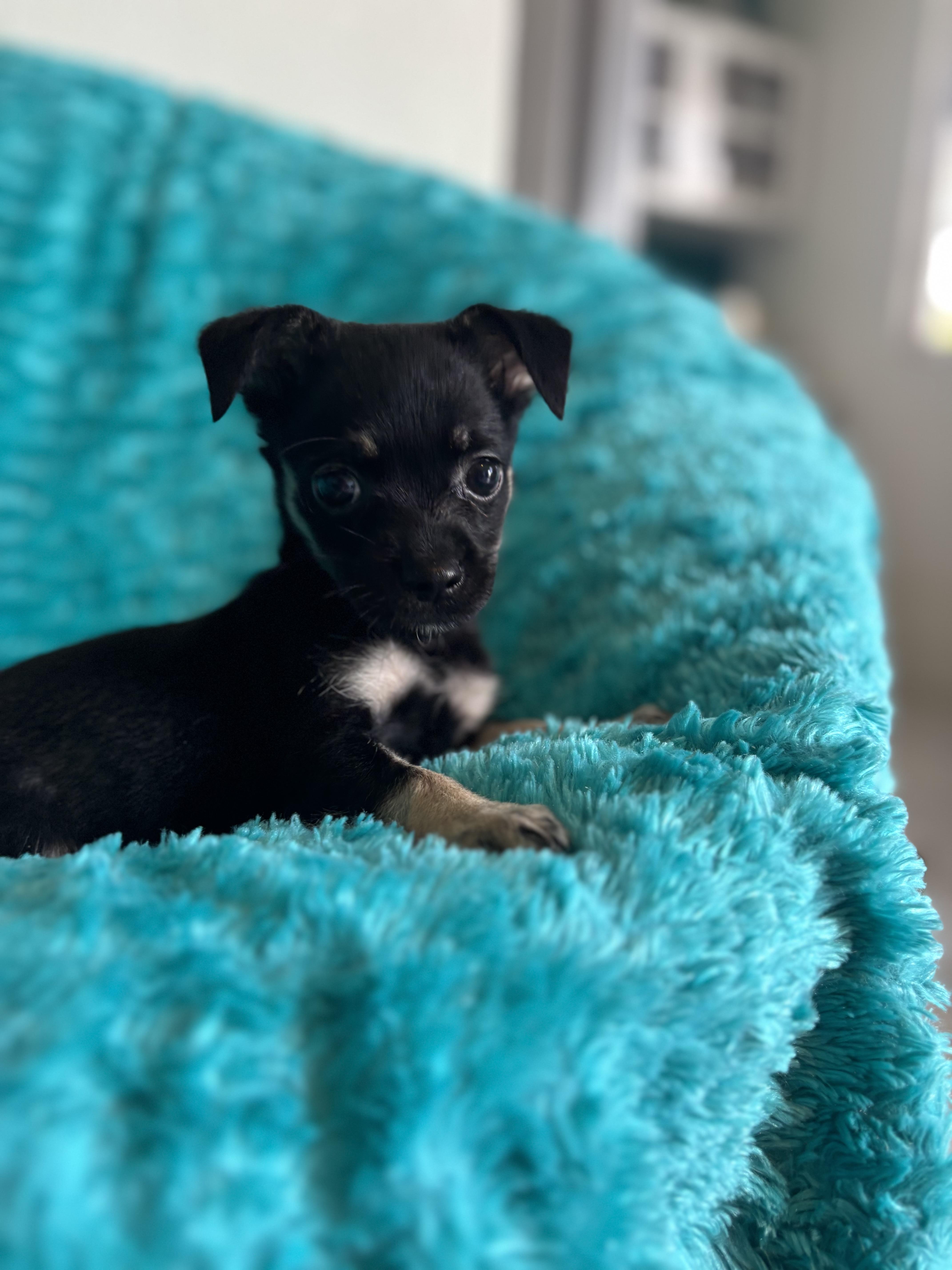 Aliyap - The Nellie Pupland Litter photo 3
