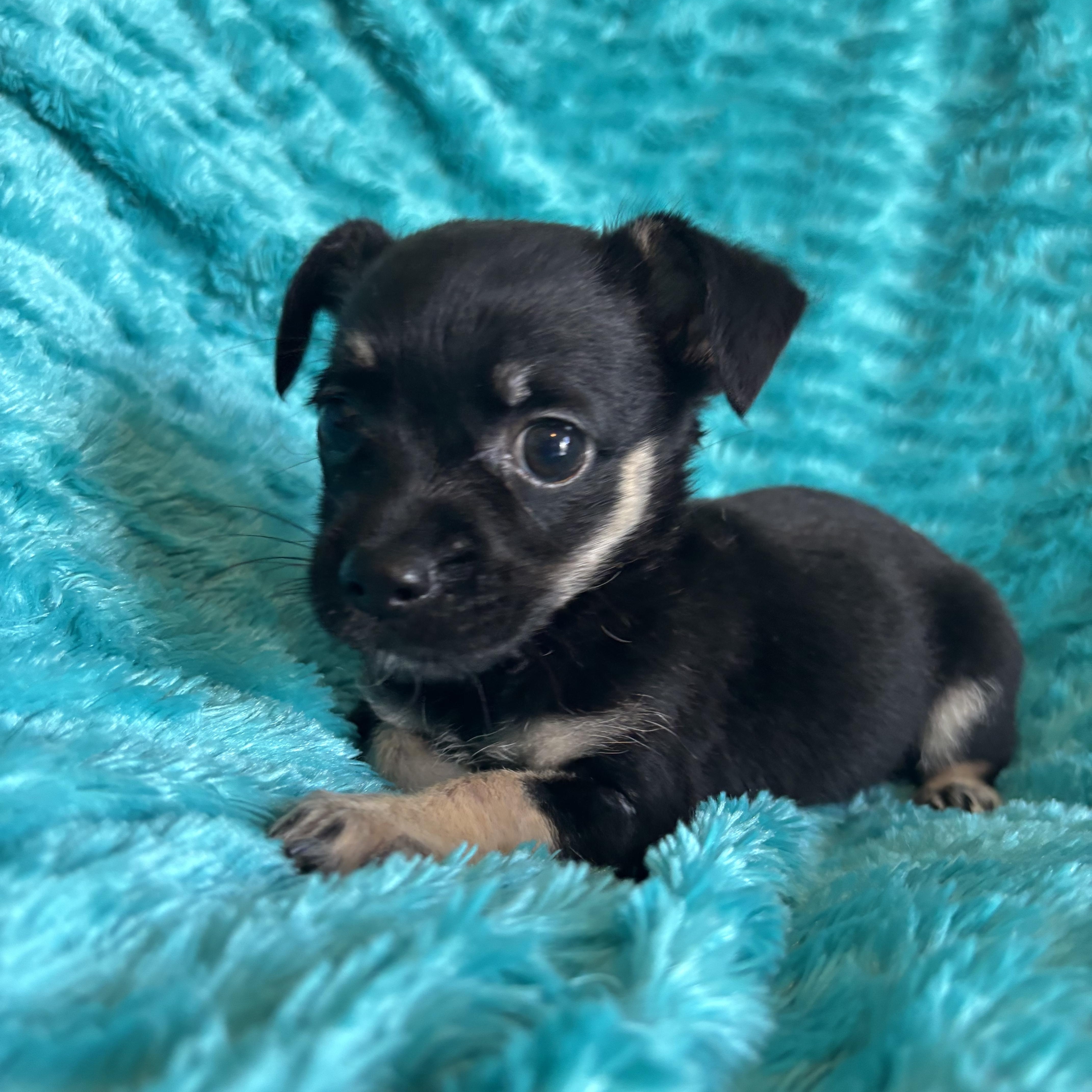 Aliyap - The Nellie Pupland Litter photo 4