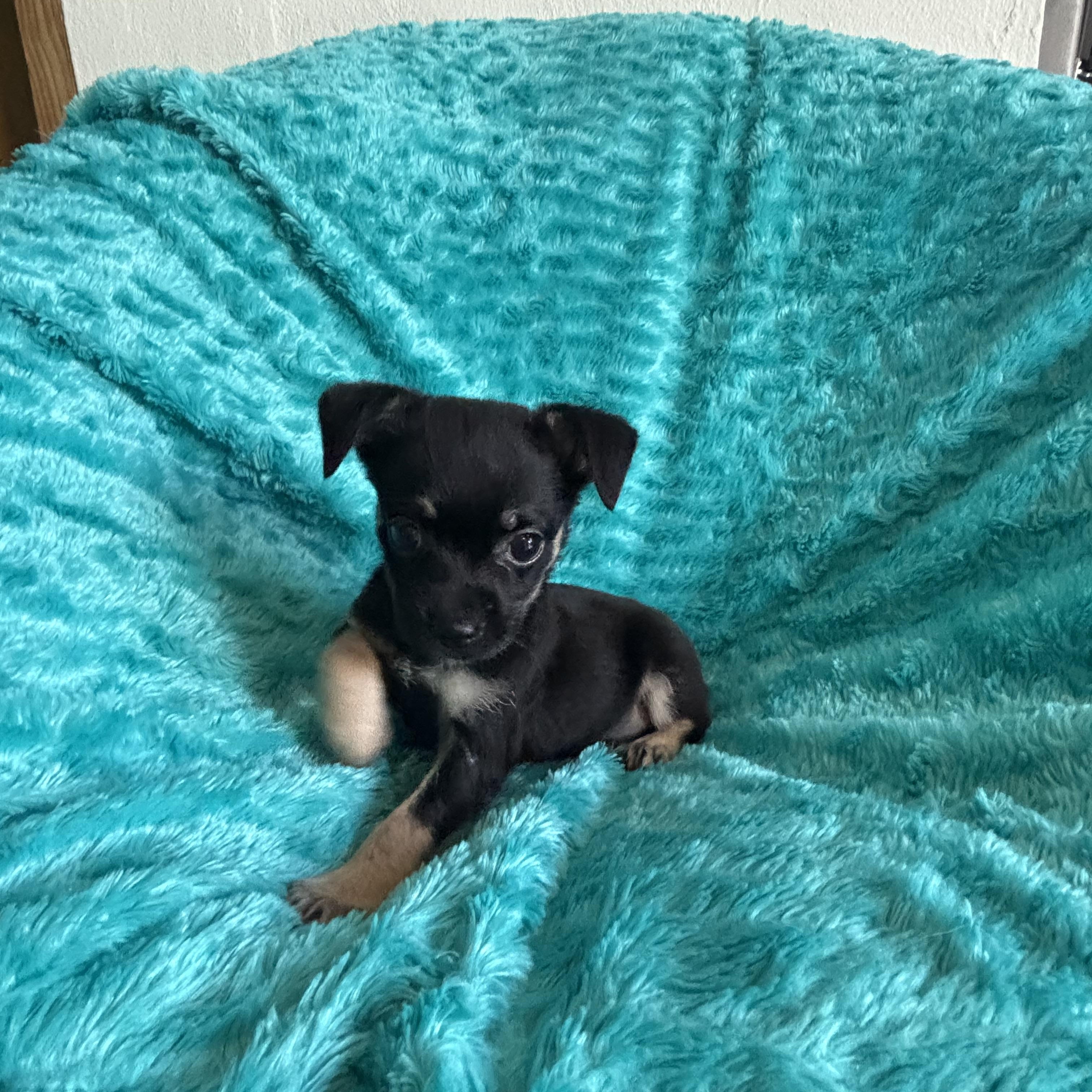 Aliyap - The Nellie Pupland Litter photo 5