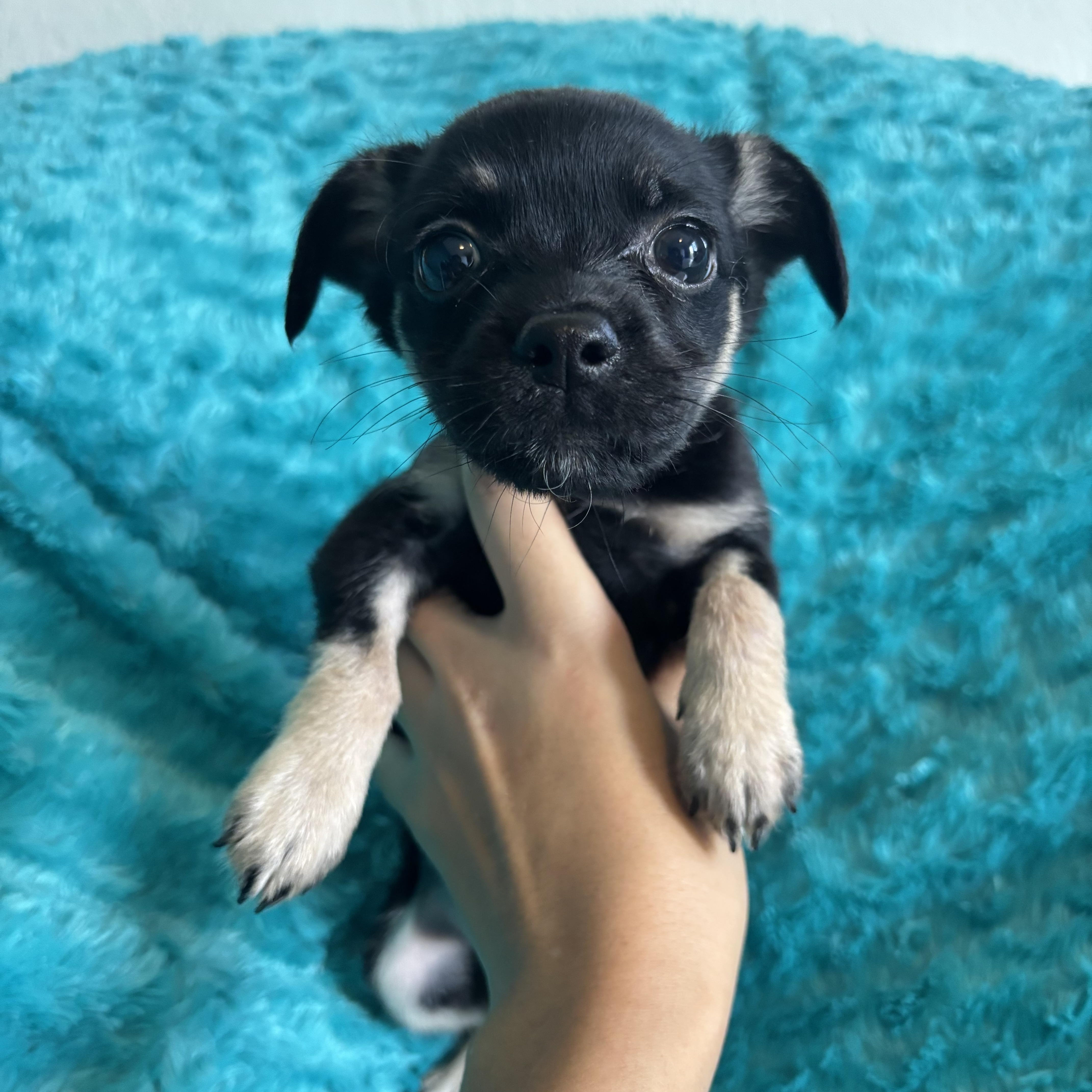 Aliyap - The Nellie Pupland Litter, Baby Female Miniature Schnauzer