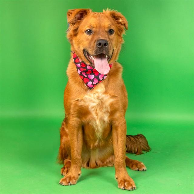 Enlarge SALSA, a Adoptable mixed breed in Saint Louis, MO image 1/1