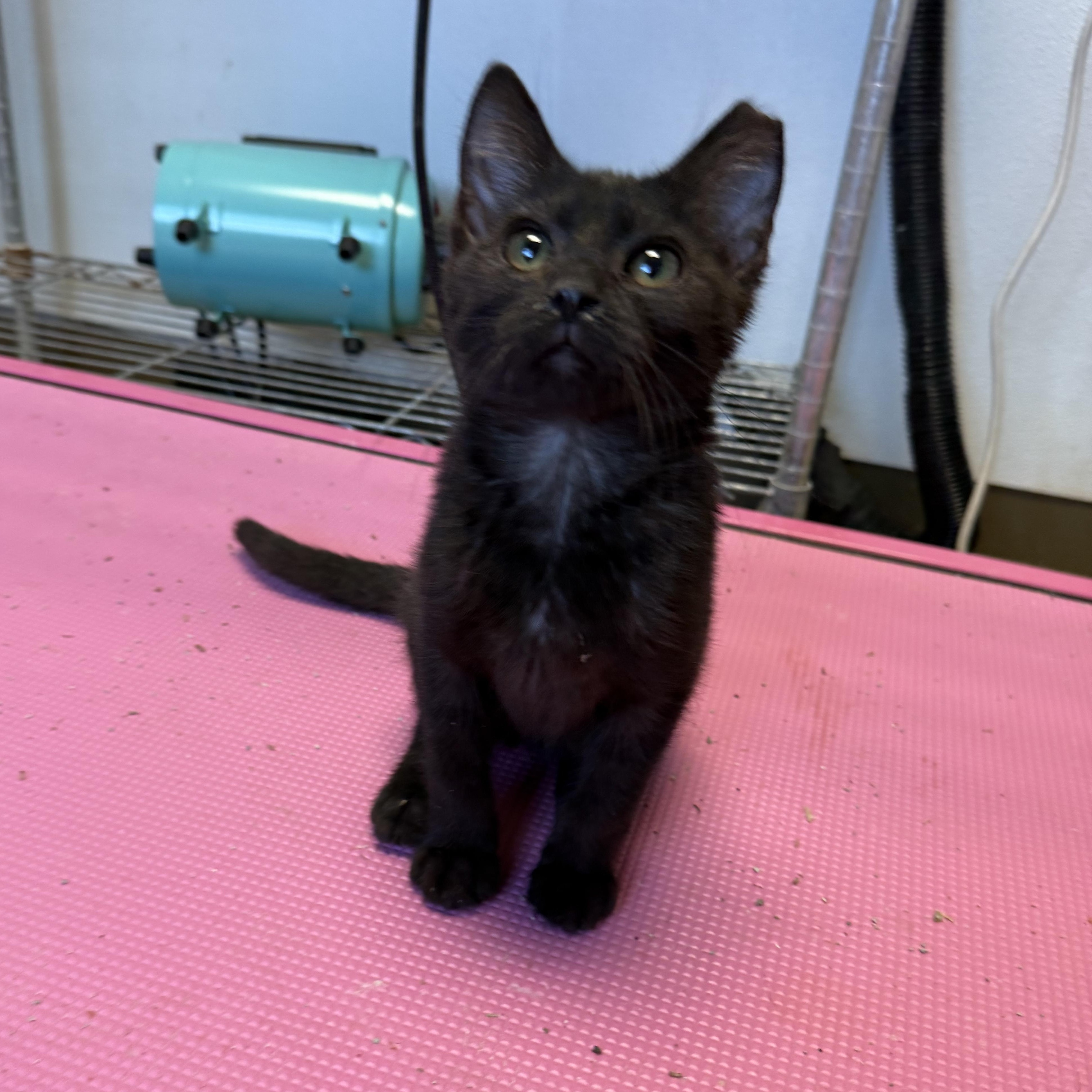 MJ, a Adopted Tabby in Xenia, OH image 2/2